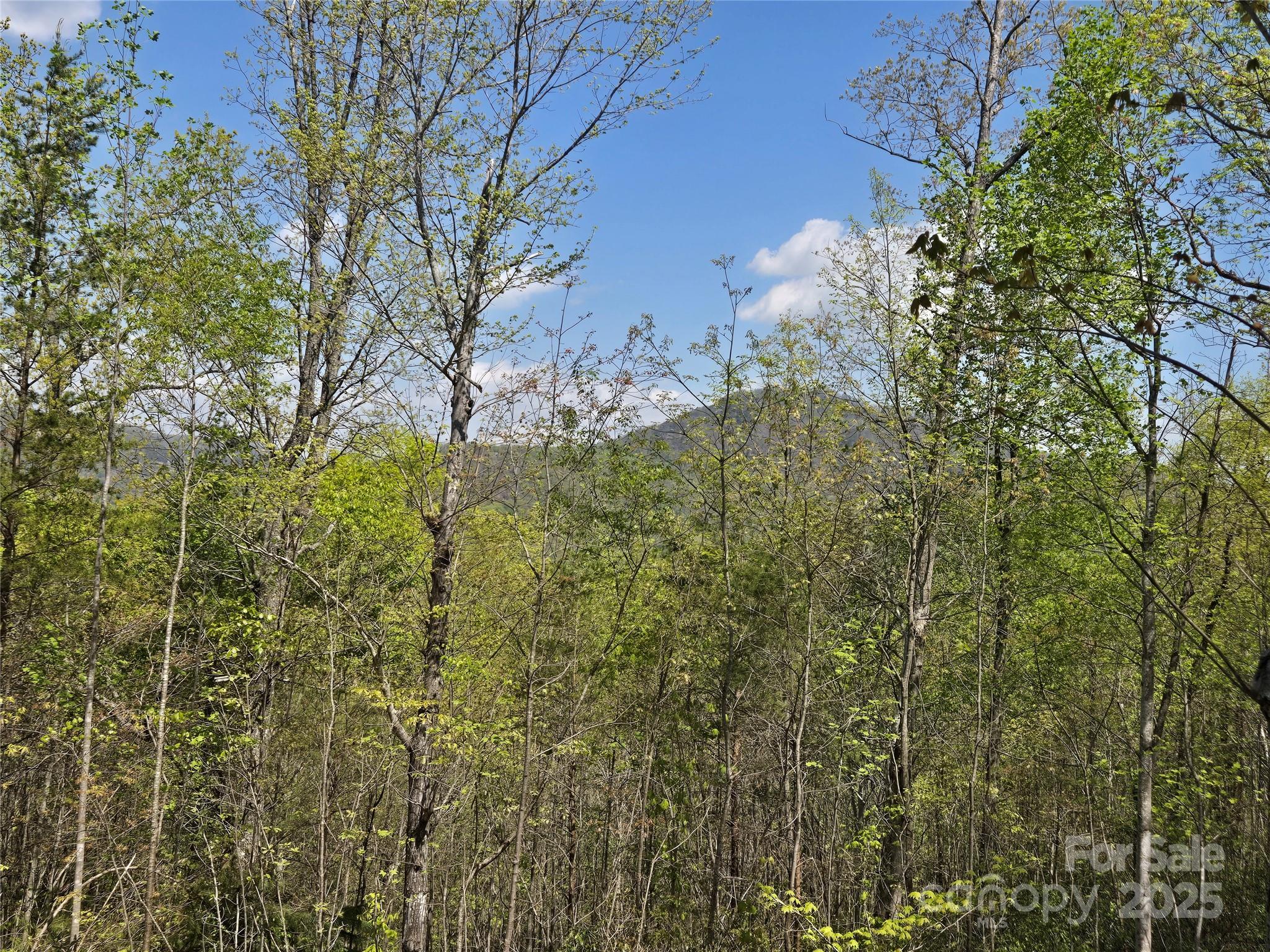 Rumbling Bald on Lake Lure - Land