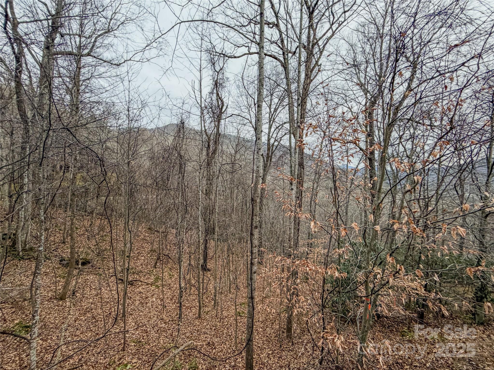 Campbell Woods - Land