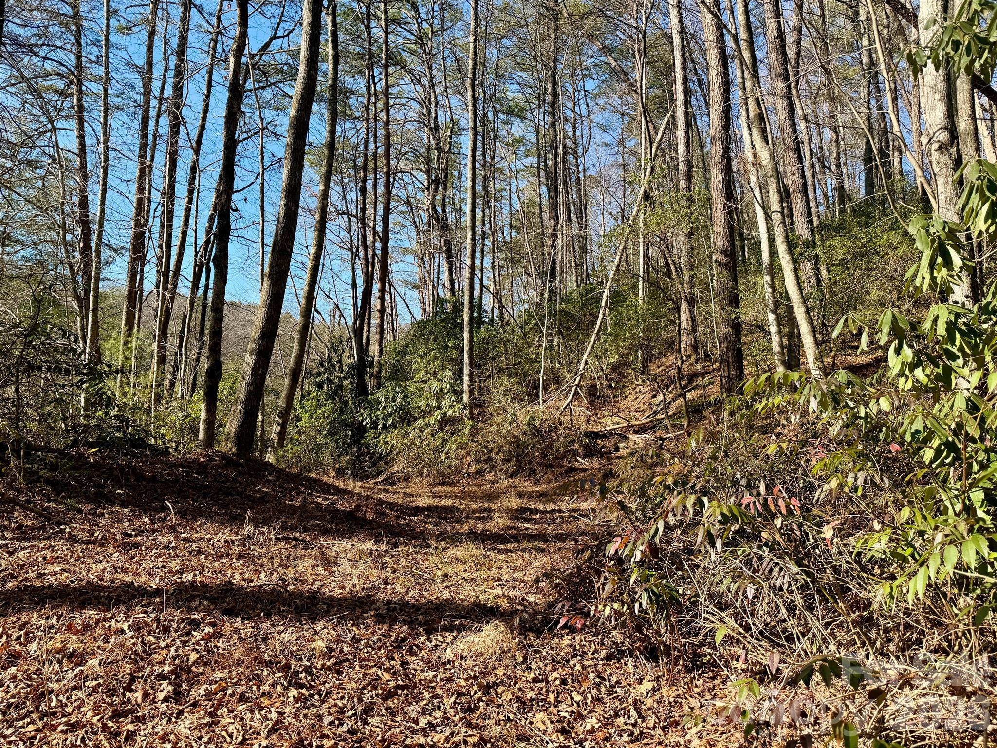 Oak Laurel - Land