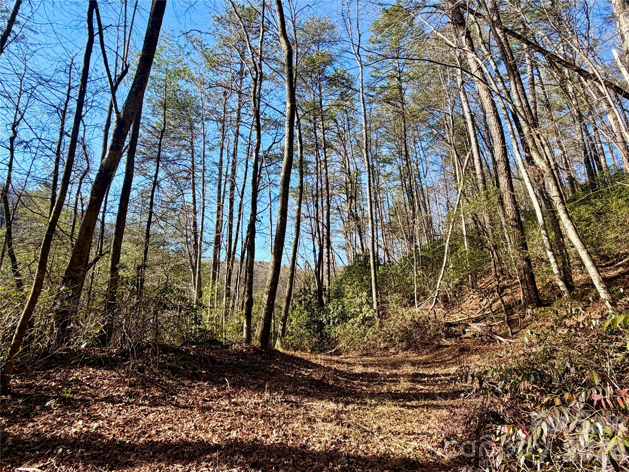 Oak Laurel - Land