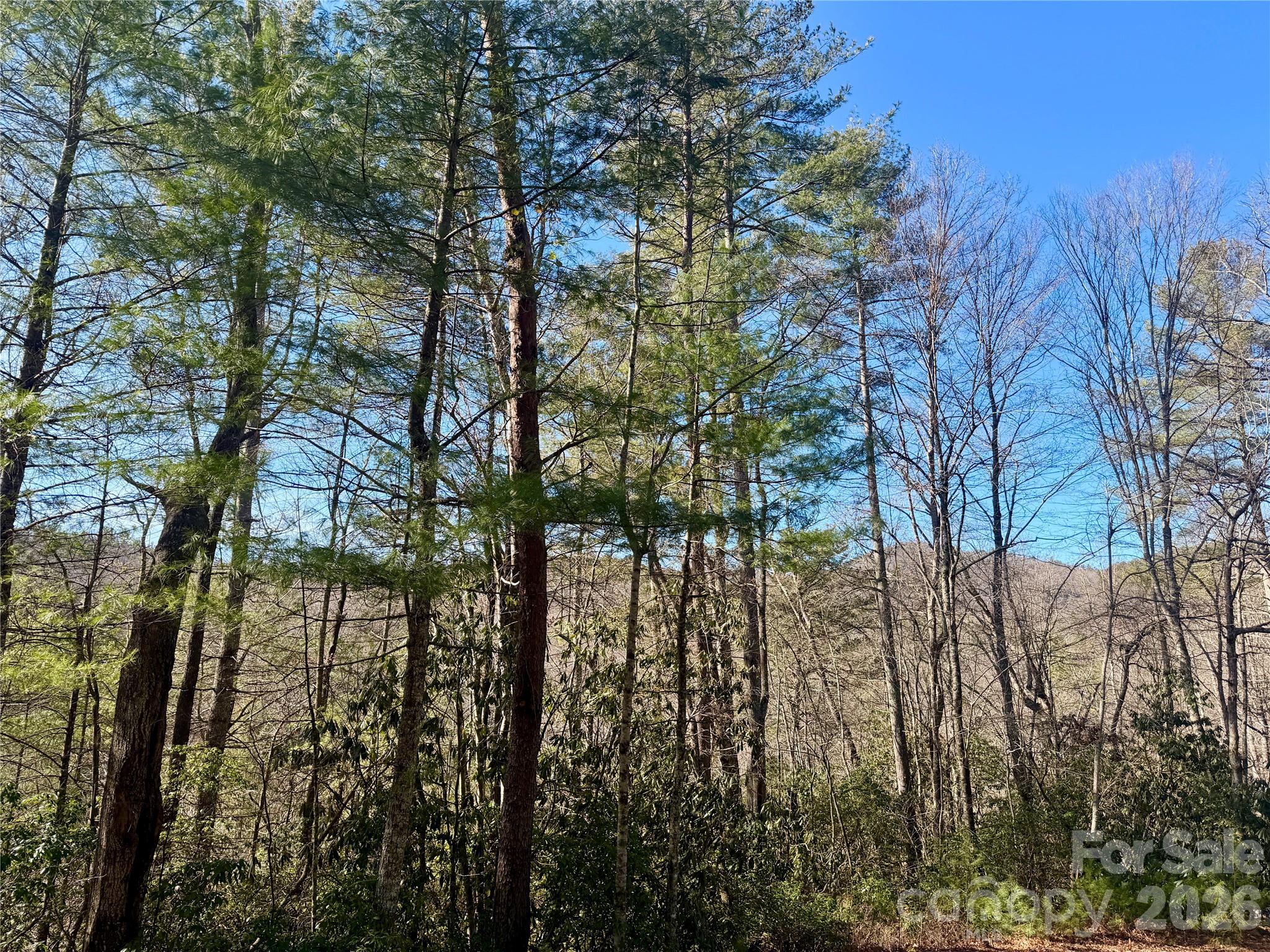 Oak Laurel - Land