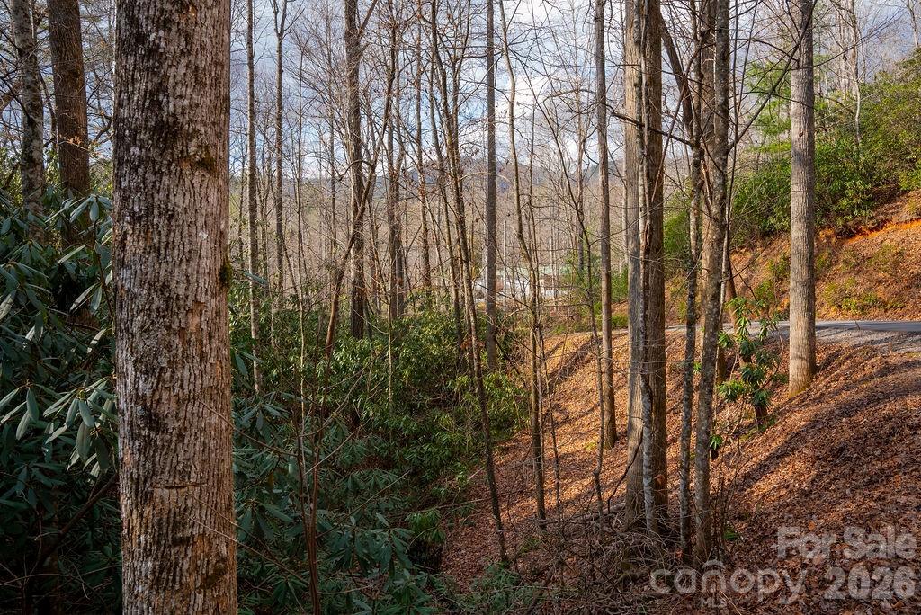 Oak Laurel - Land