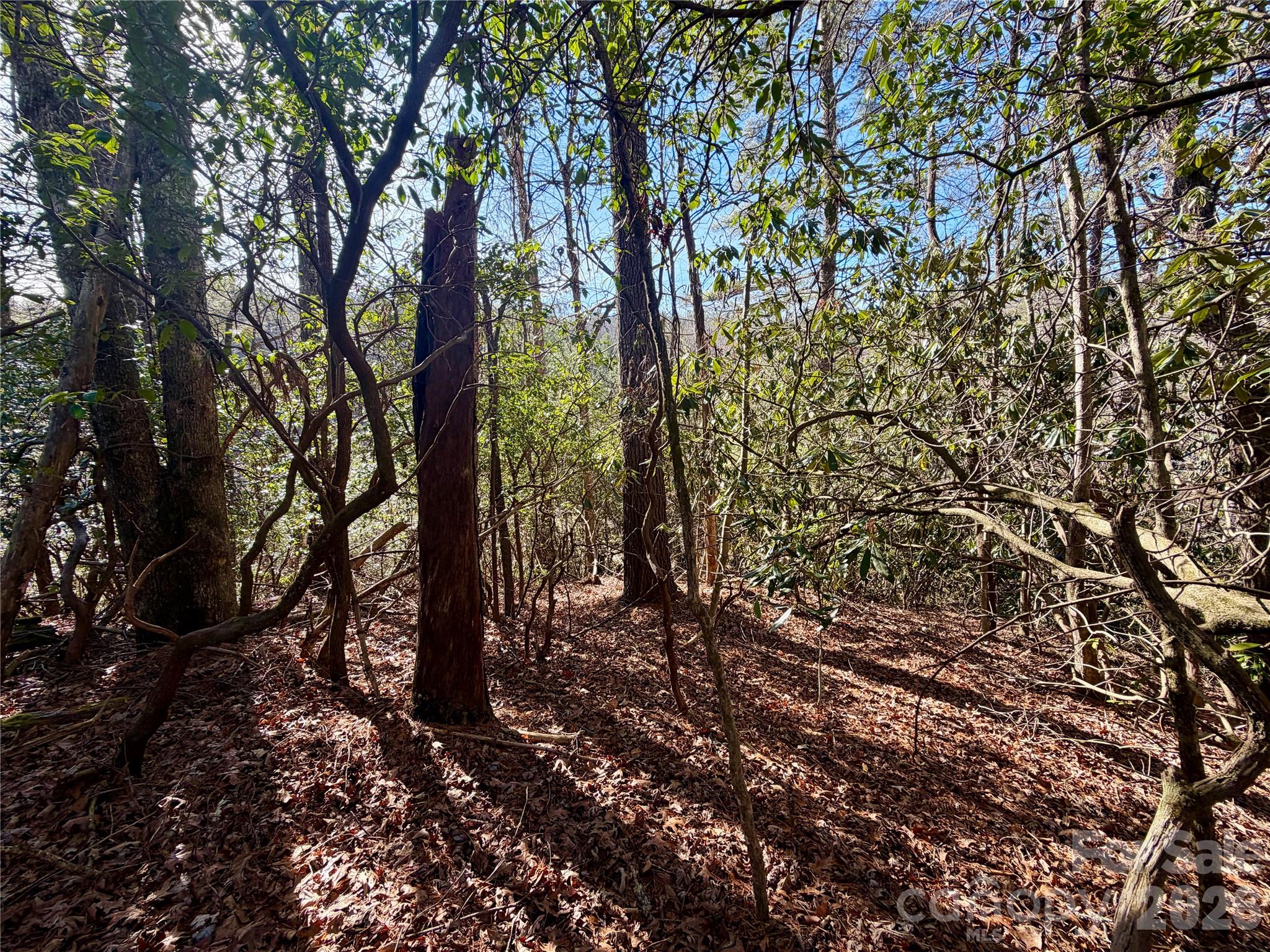 Oak Laurel - Land