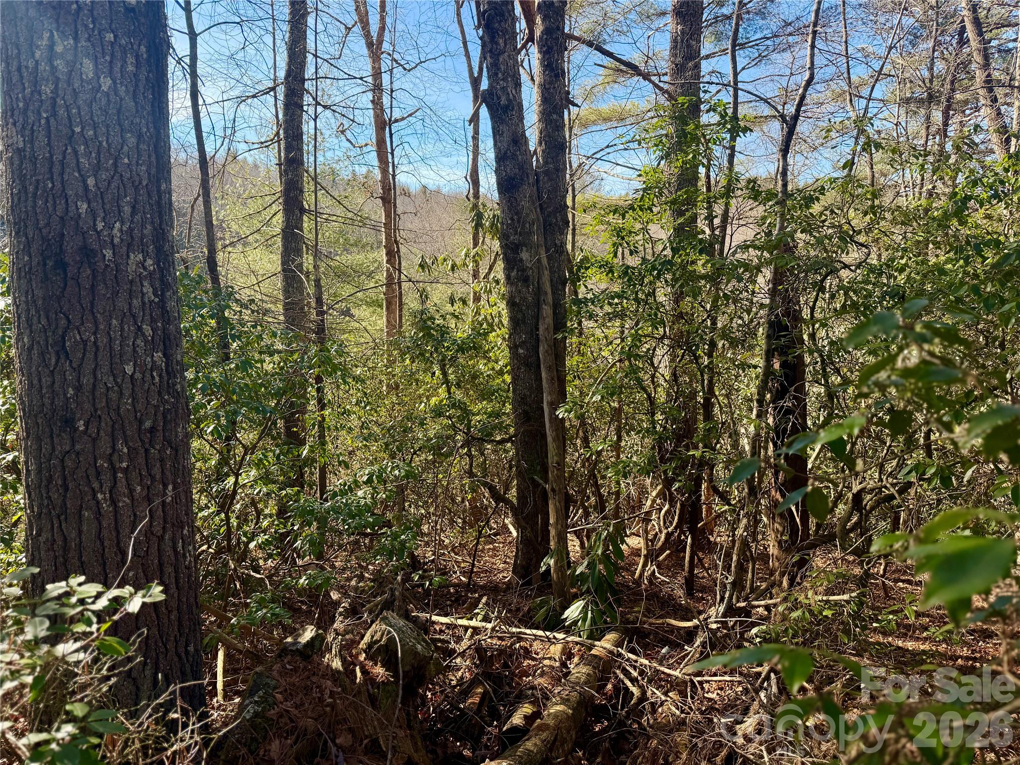 Oak Laurel - Land