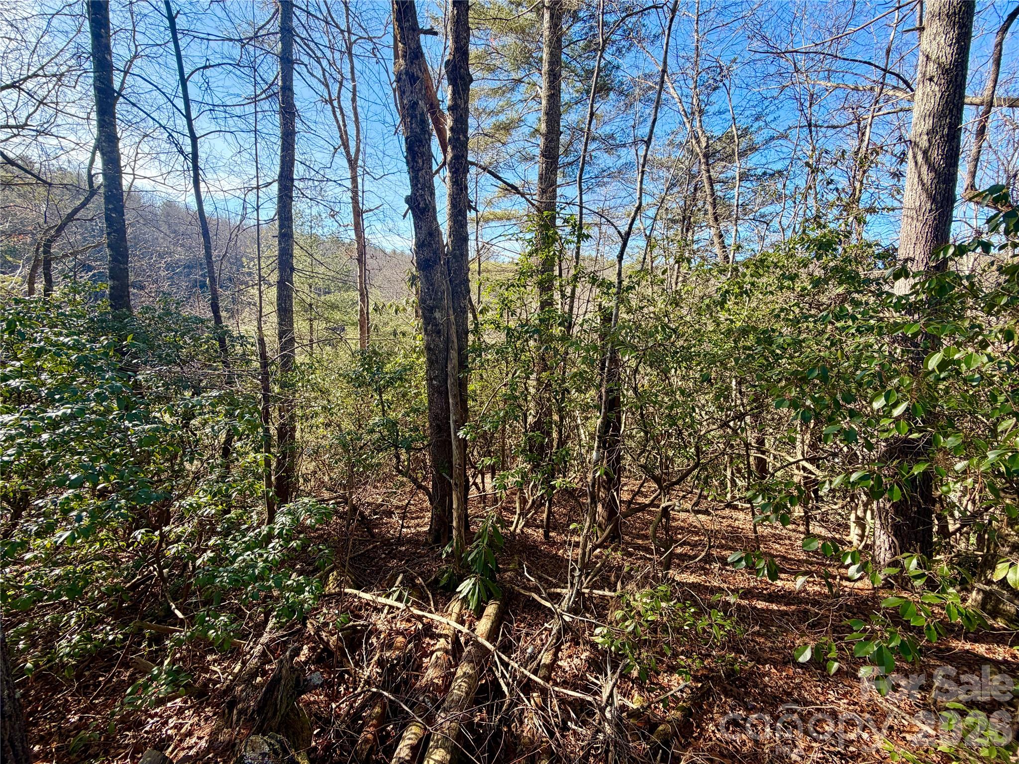 Oak Laurel - Land