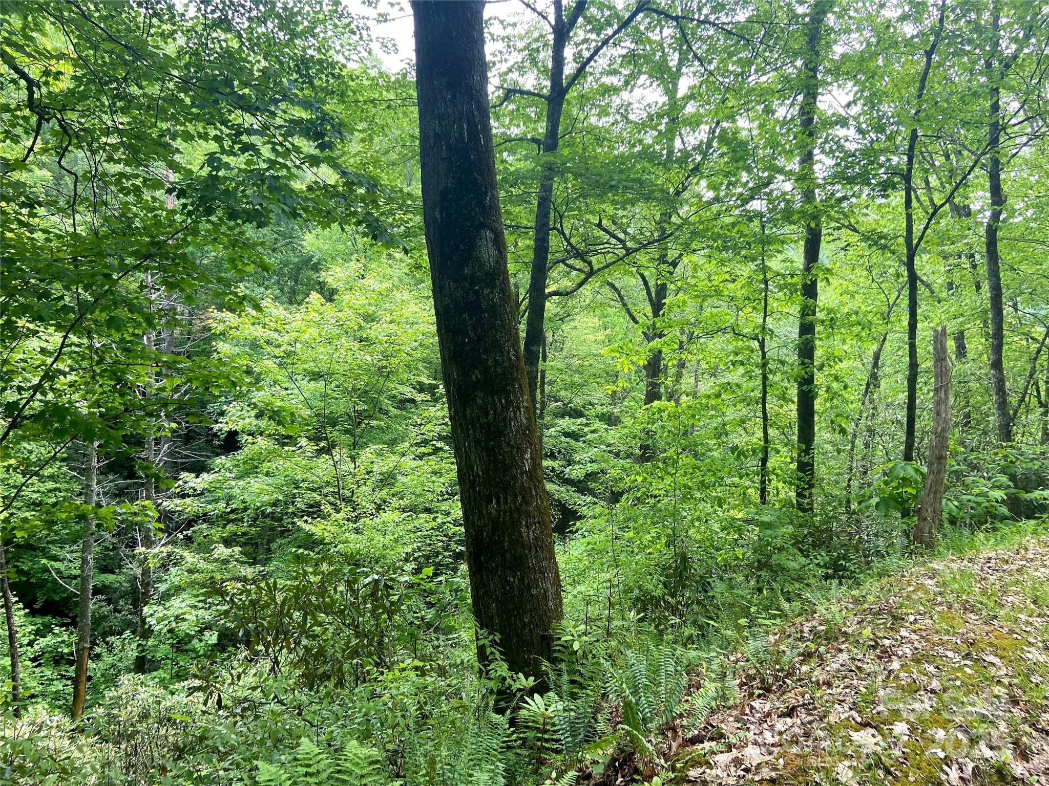 Mystic Forest - Land