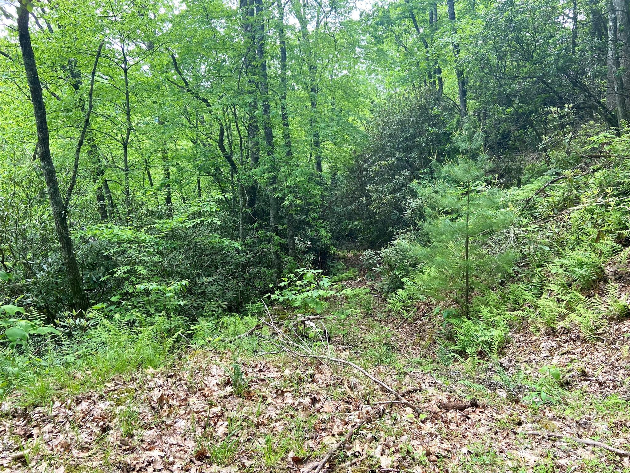 Mystic Forest - Land