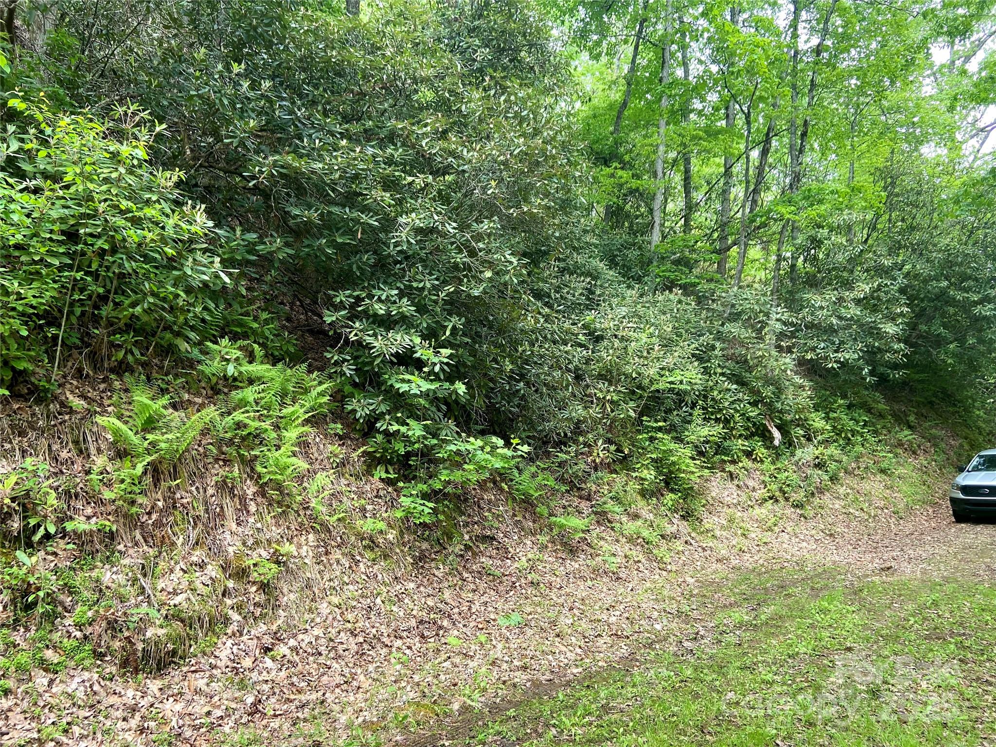 Mystic Forest - Land