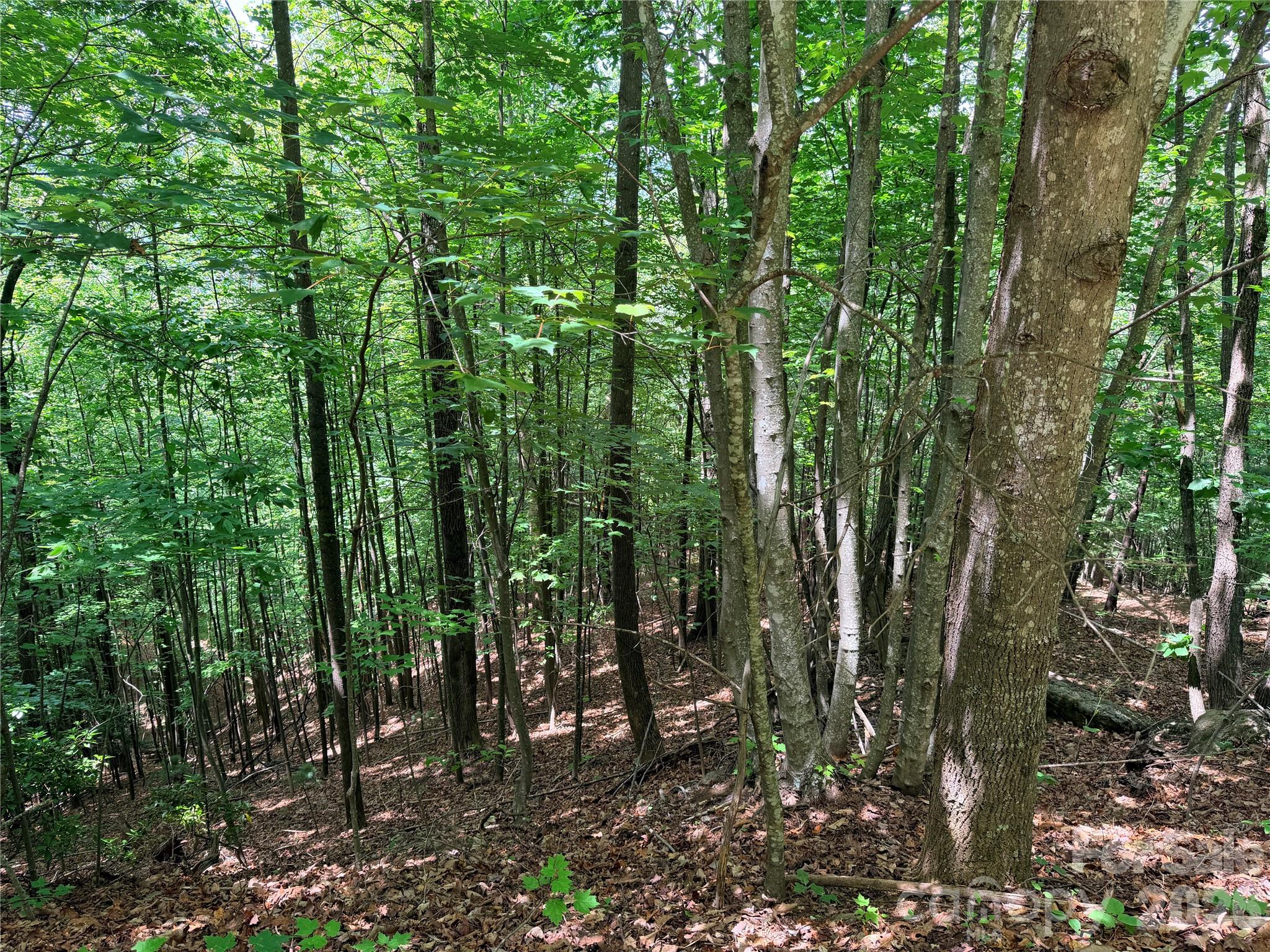 Buck Mountain - Land