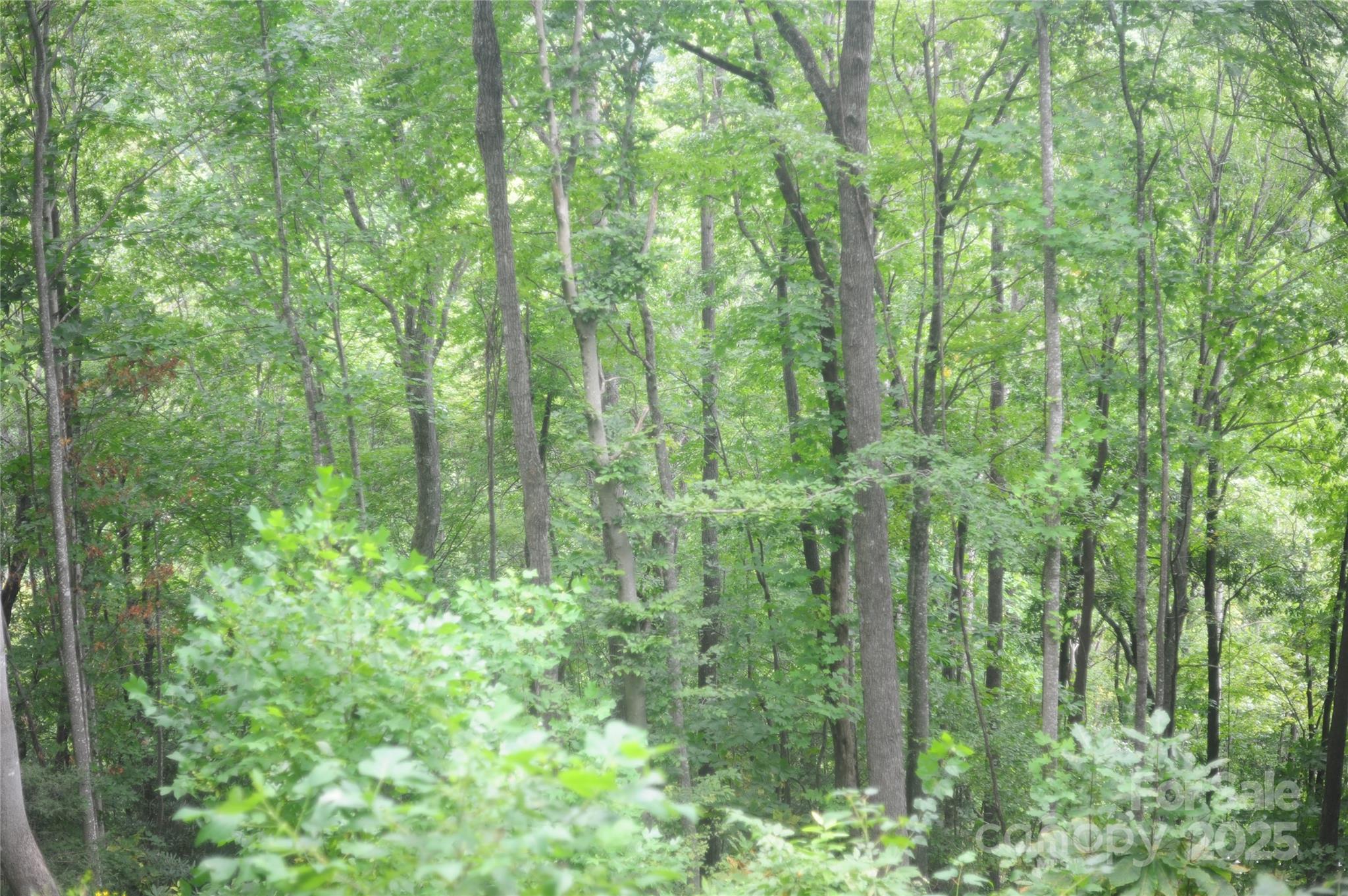 Laurel Ridge - Land