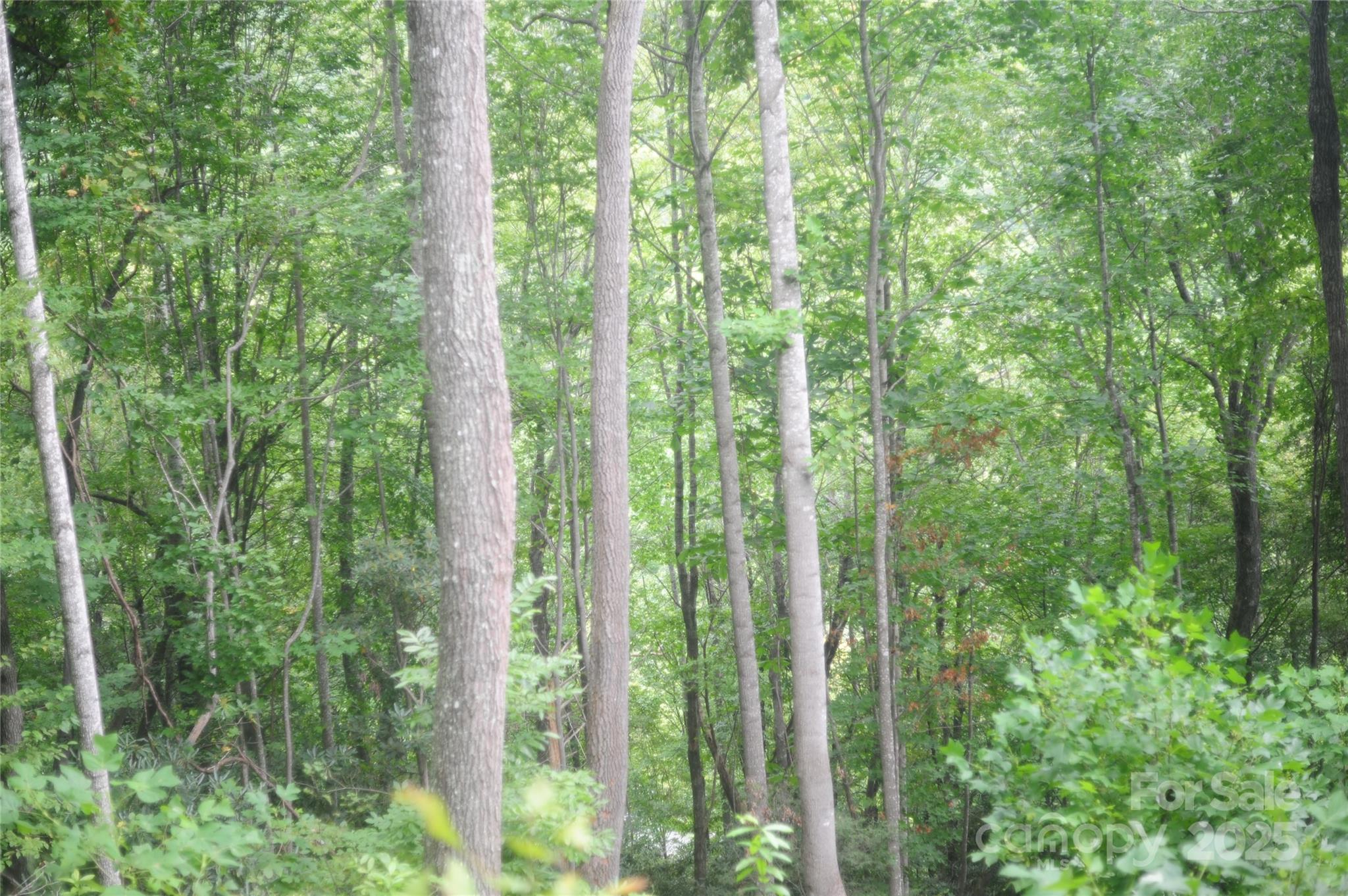 Laurel Ridge - Land