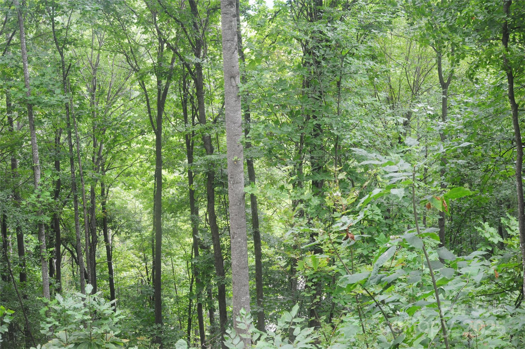 Laurel Ridge - Land