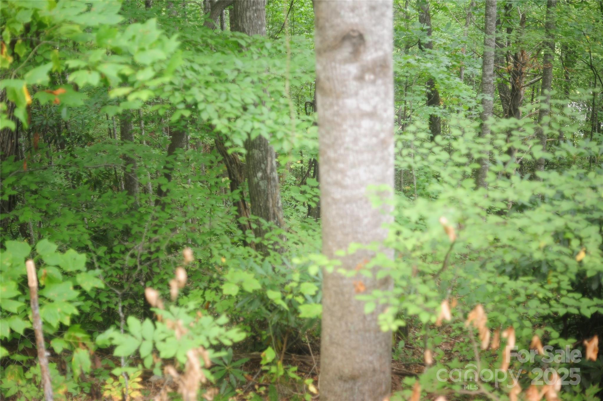Laurel Ridge - Land
