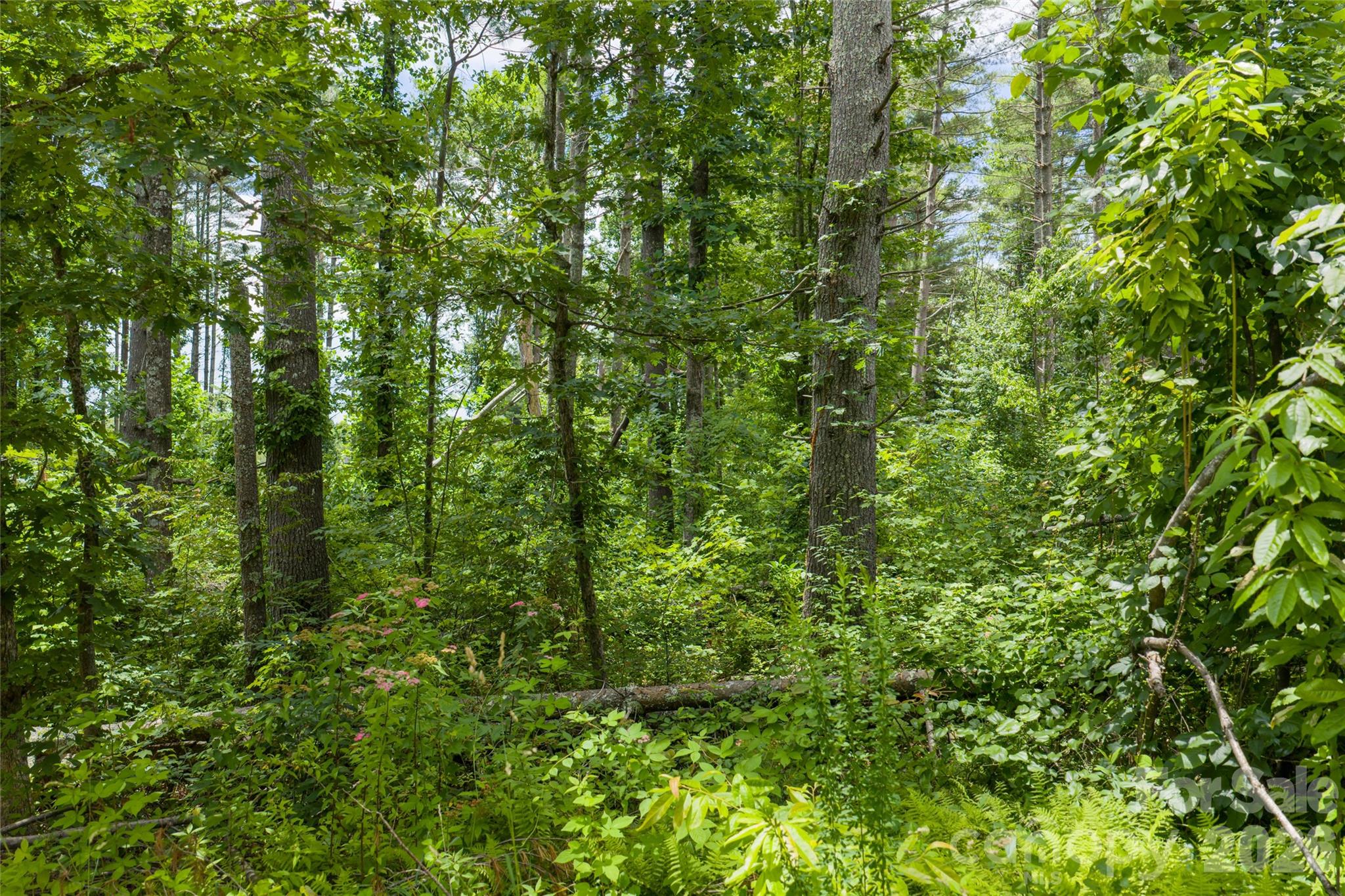 Coventry Woods - Land