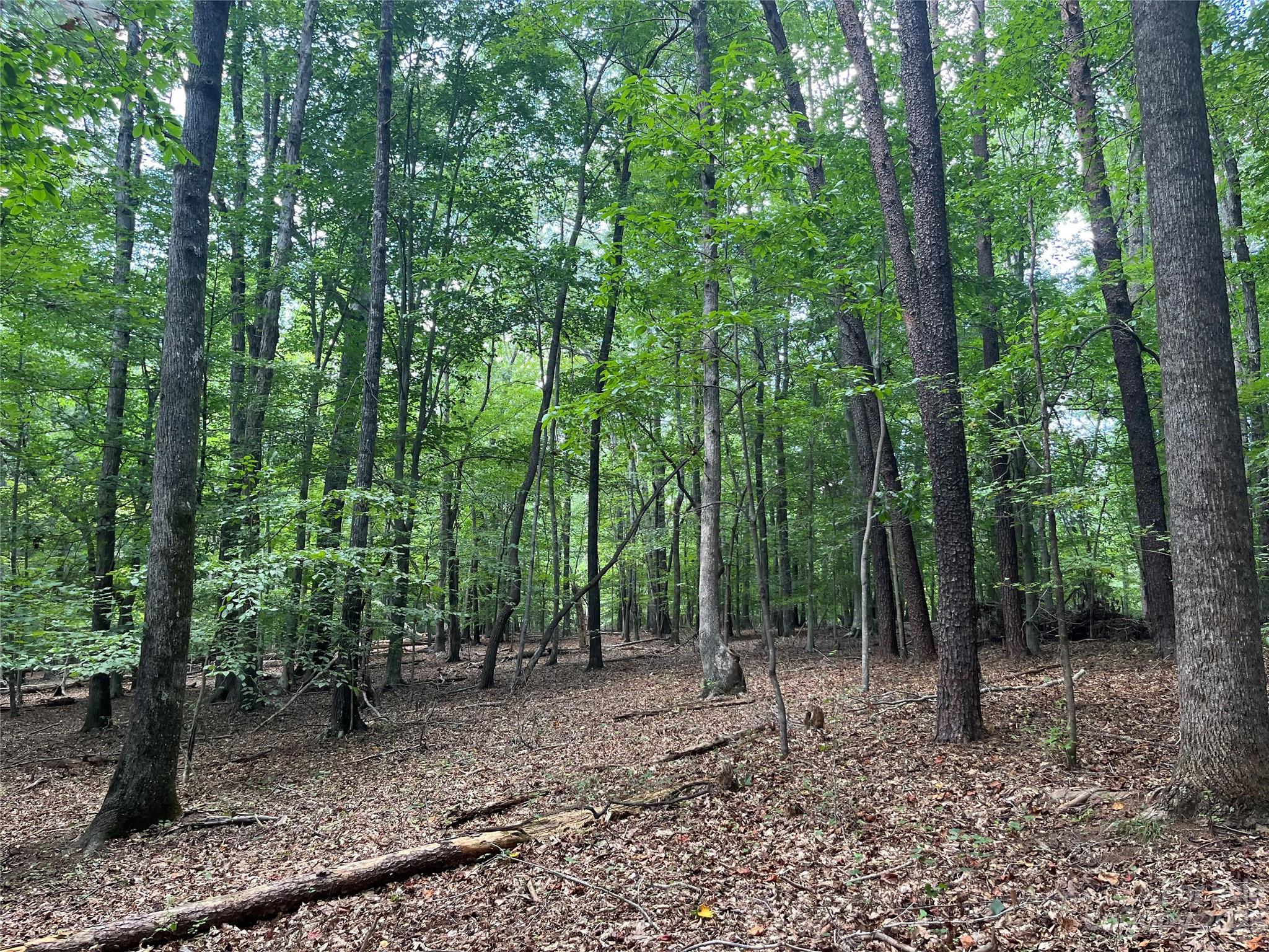 Land is all wooded with very mature, pristine forest.  A small private road (60' ROW) leads to the tract and a new road is in the process of being built from the power line across subject. Very close to the town of Columbus and Polk County High. More land available, see mls 4066102.