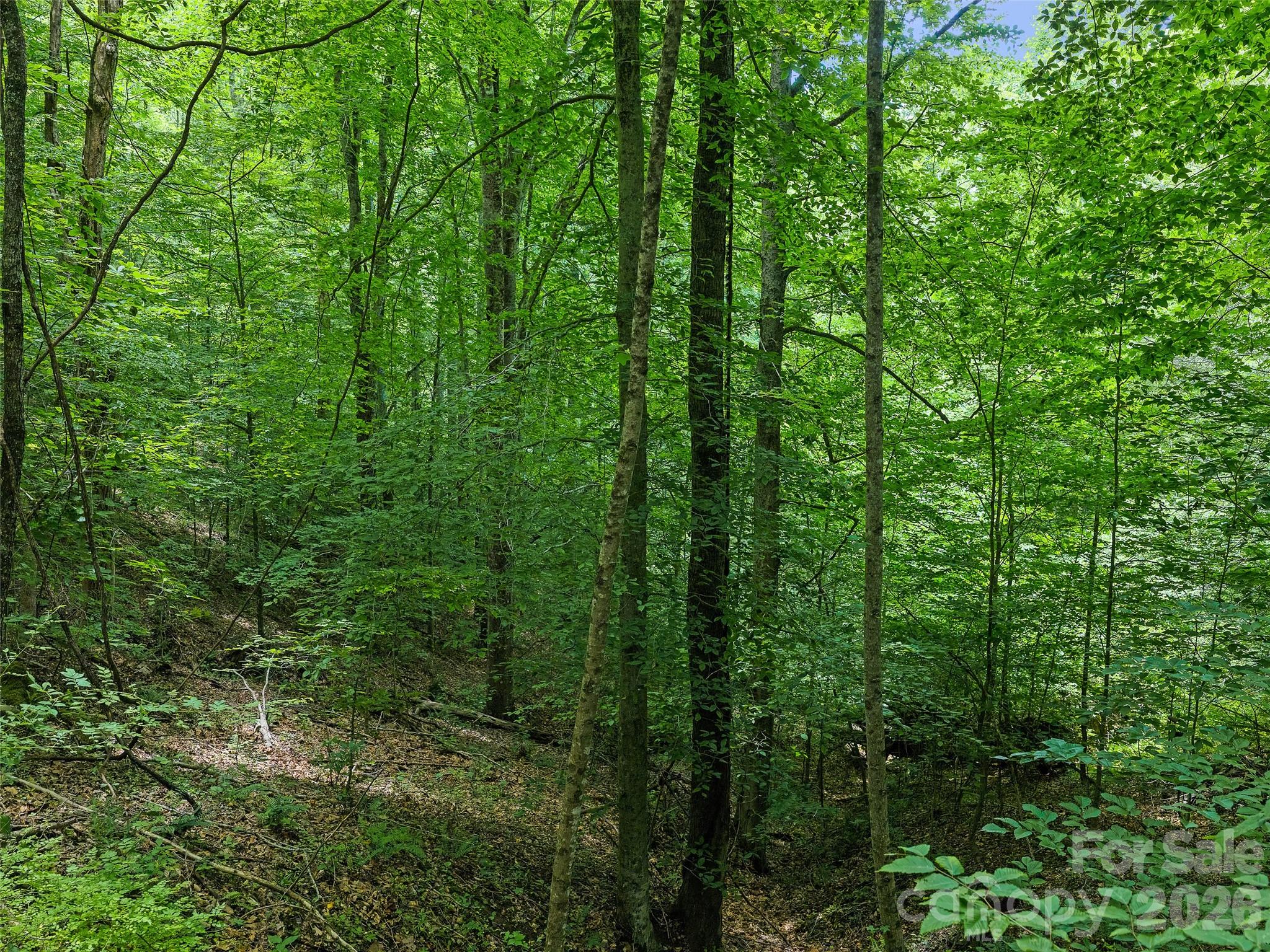 Cane River Hamlet - Land