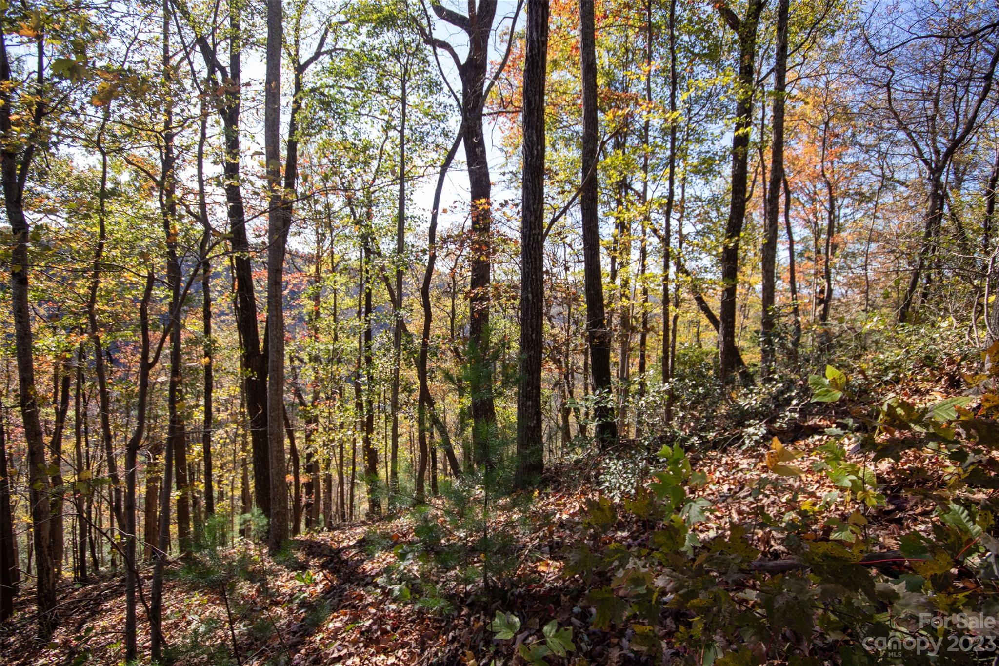 Timber Rock - Land