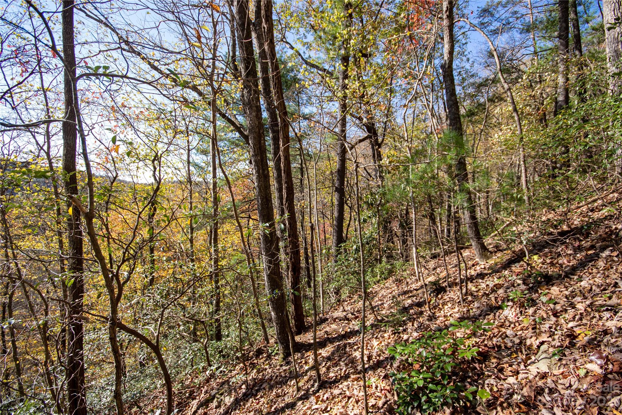 Timber Rock - Land
