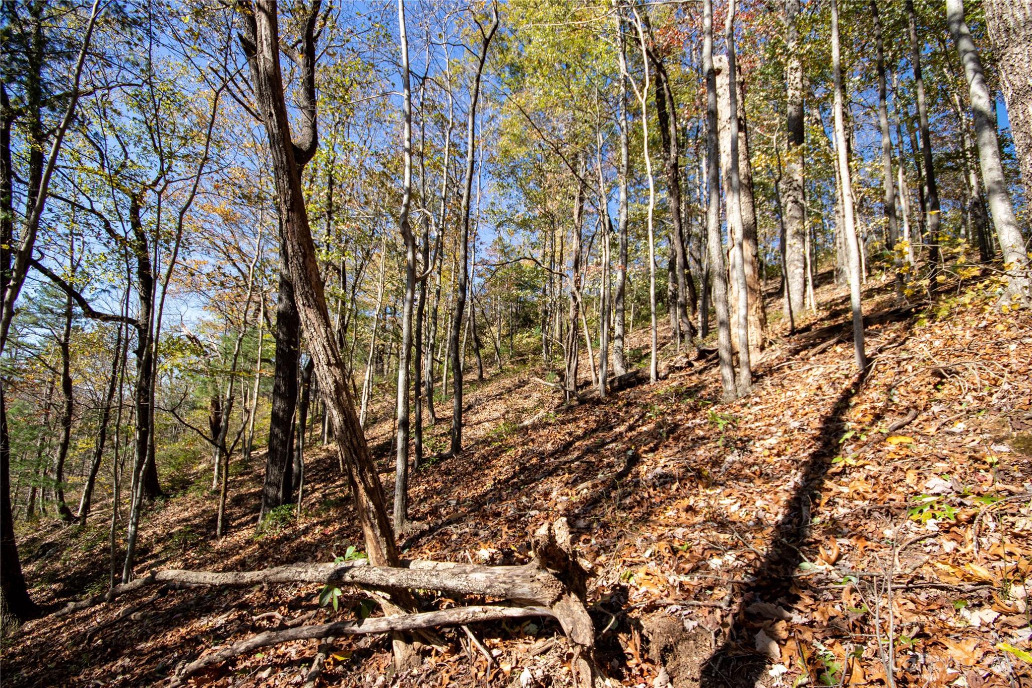 Timber Rock - Land