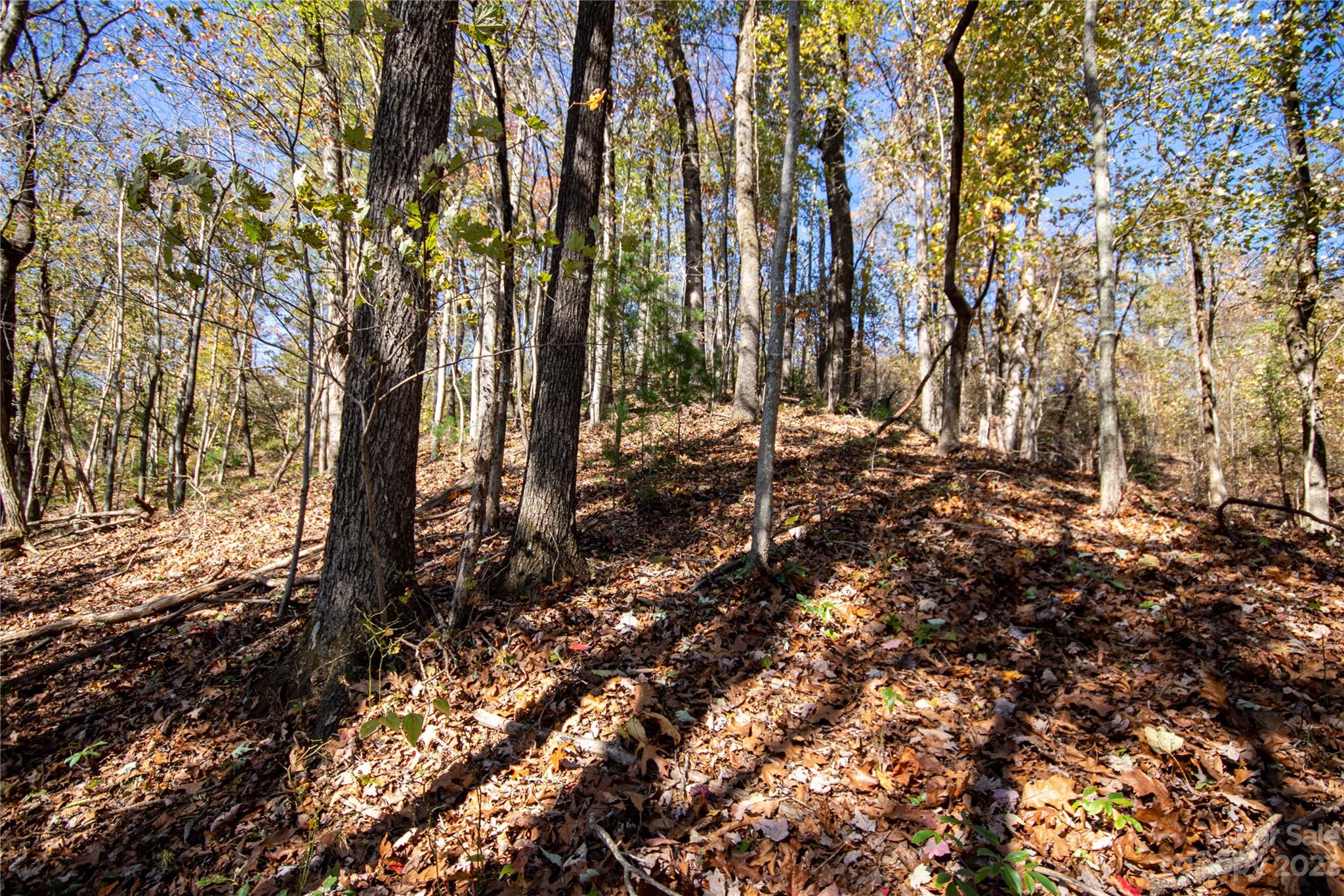 Timber Rock - Land