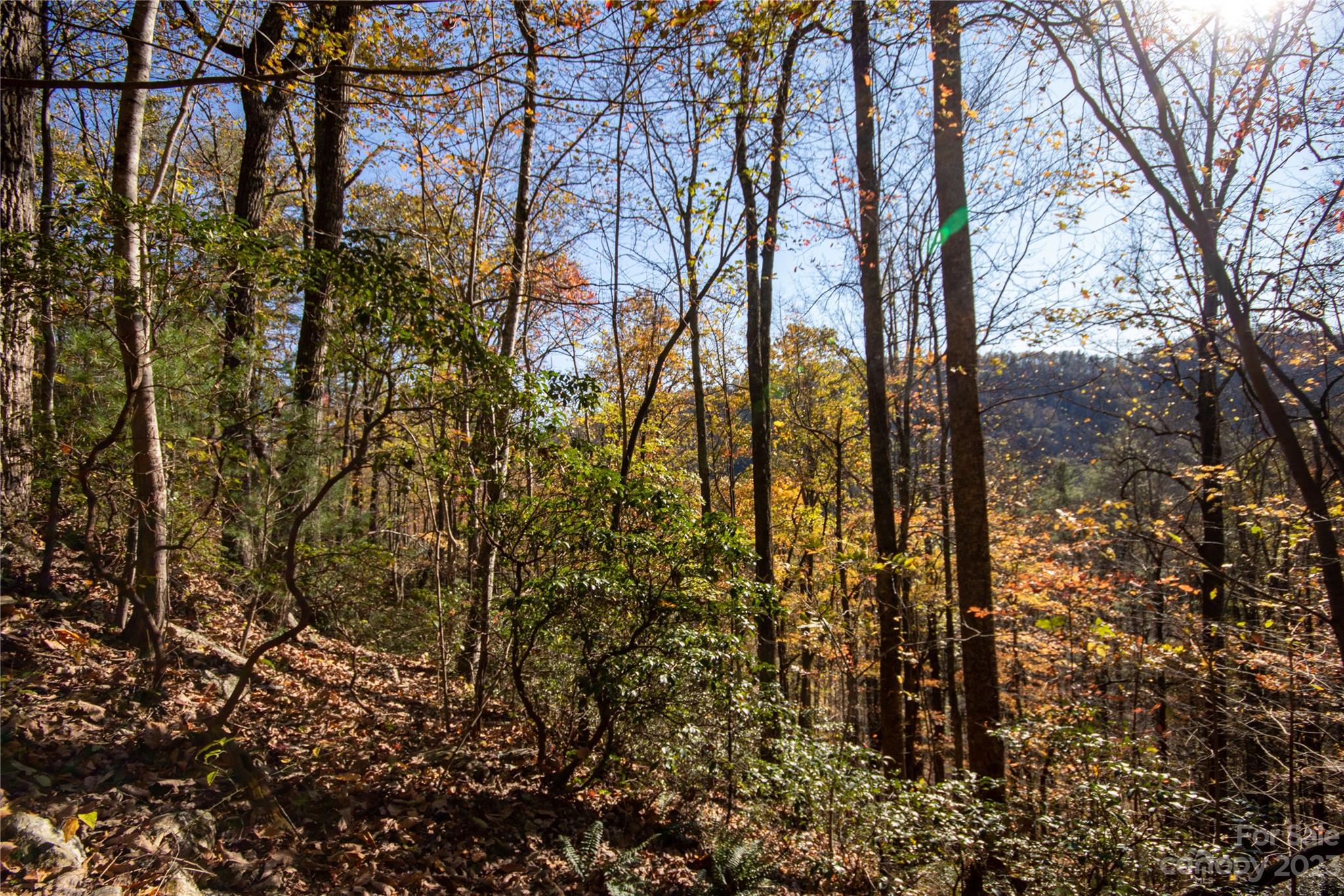 Timber Rock - Land