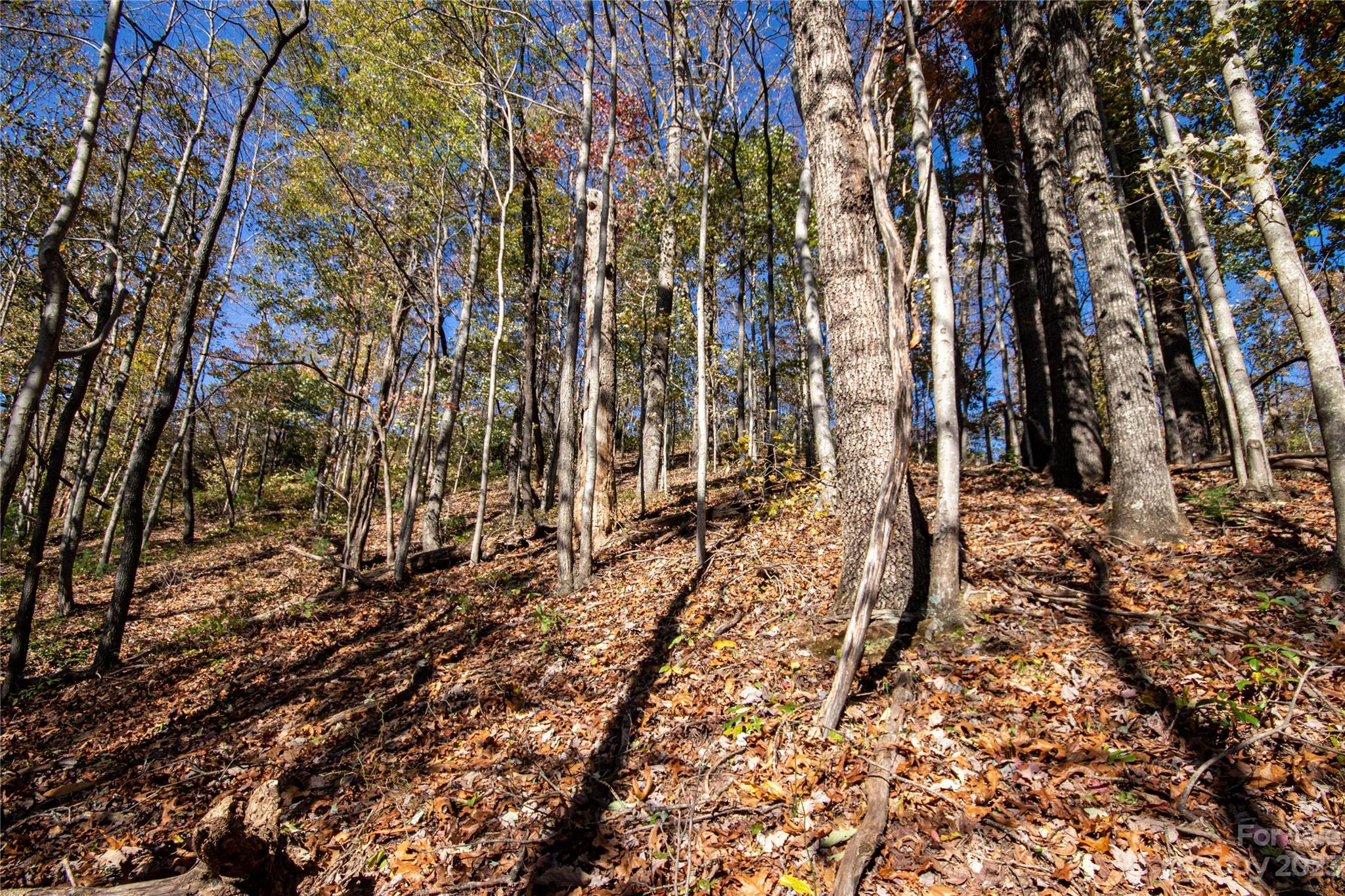 Timber Rock - Land