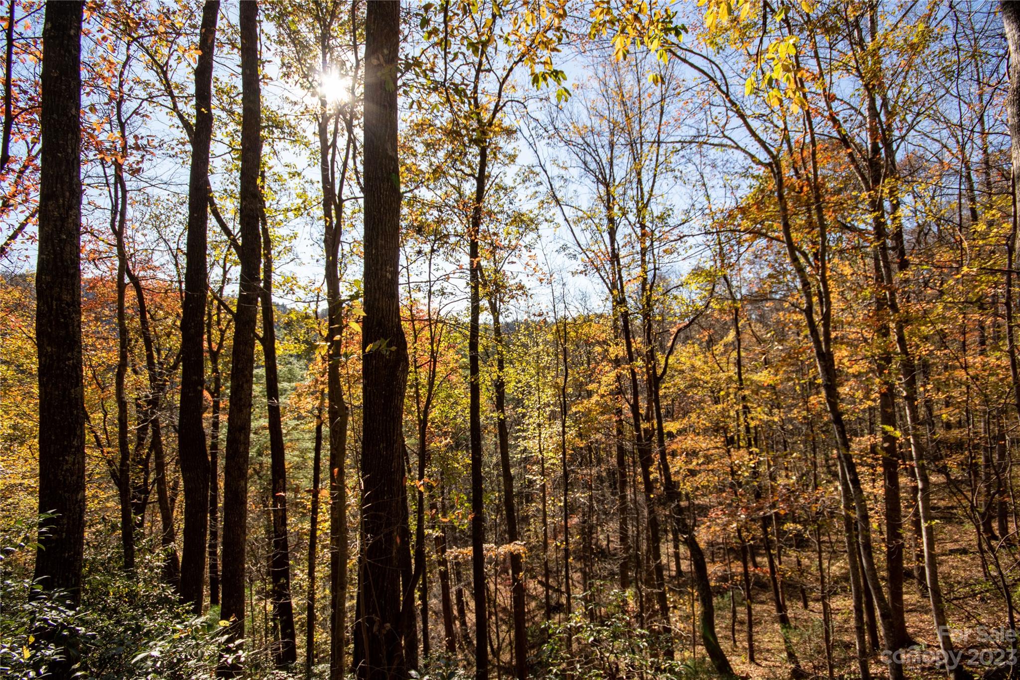 Timber Rock - Land