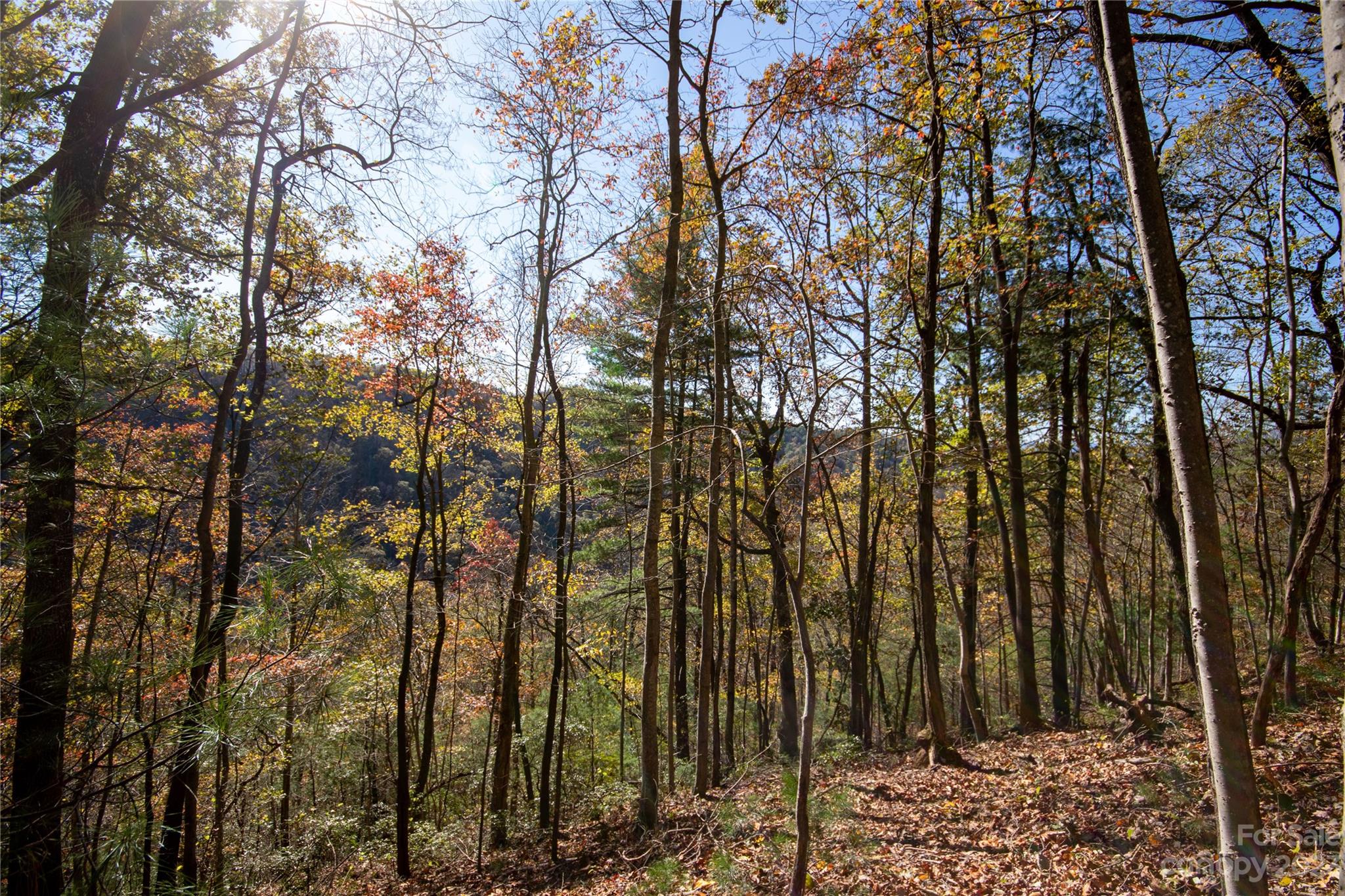 Timber Rock - Land