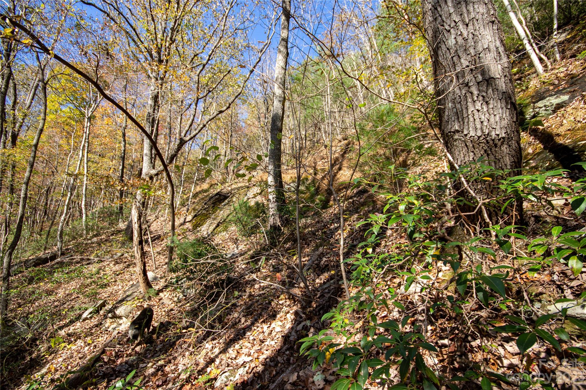 Timber Rock - Land