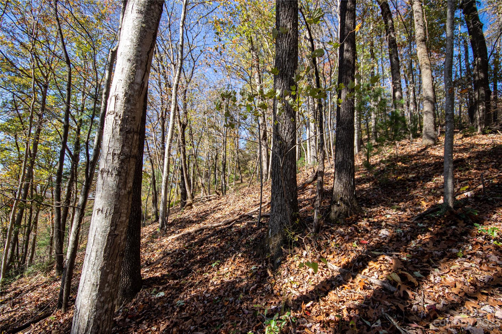 Timber Rock - Land