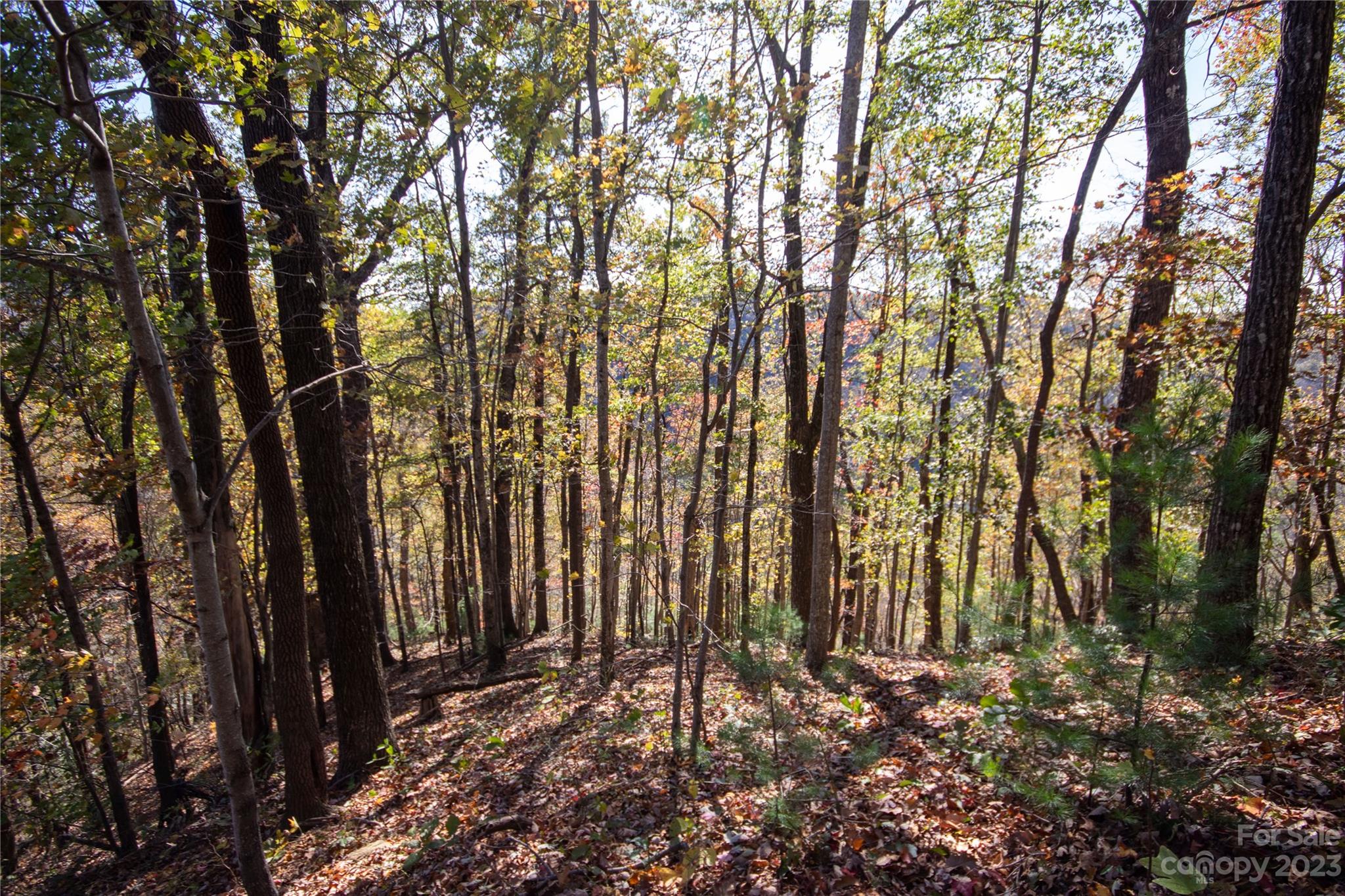 Timber Rock - Land