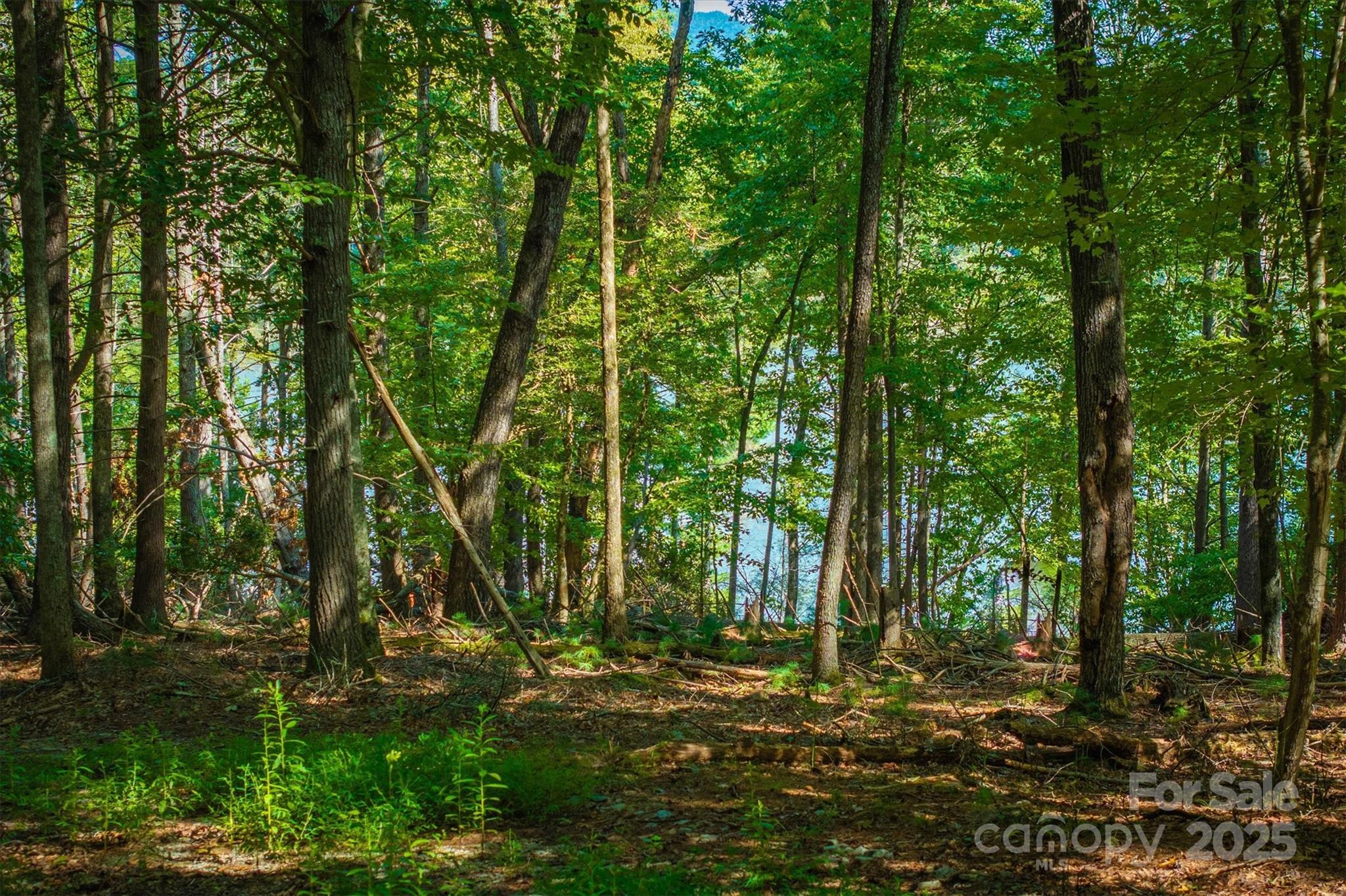 Black Forest - Land
