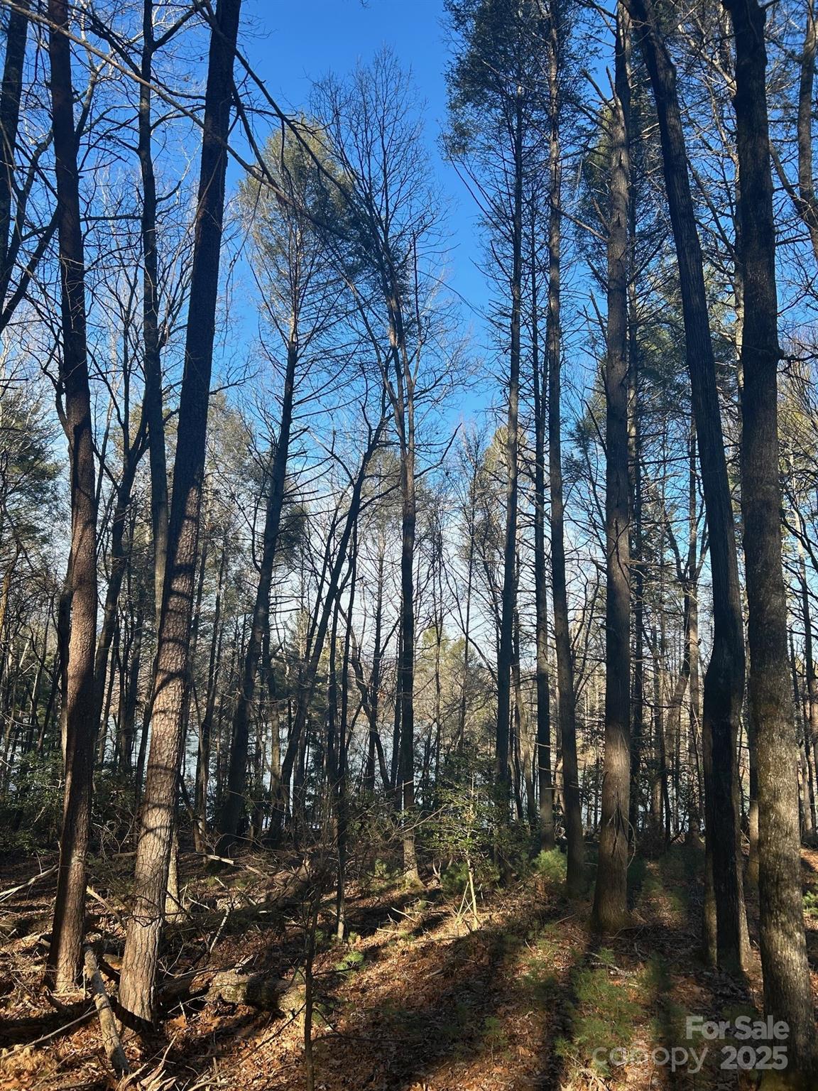 Black Forest - Land
