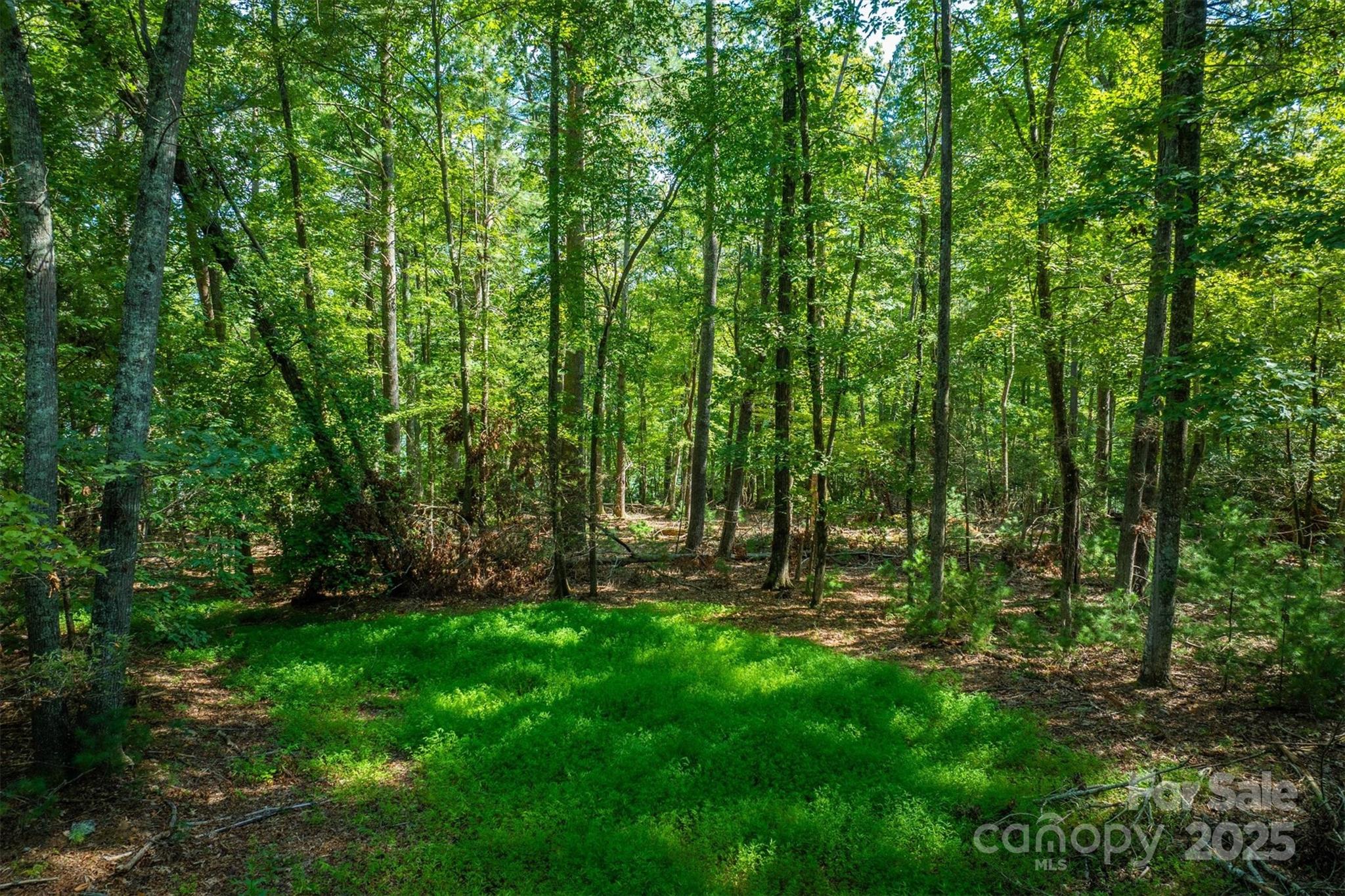 Black Forest - Land