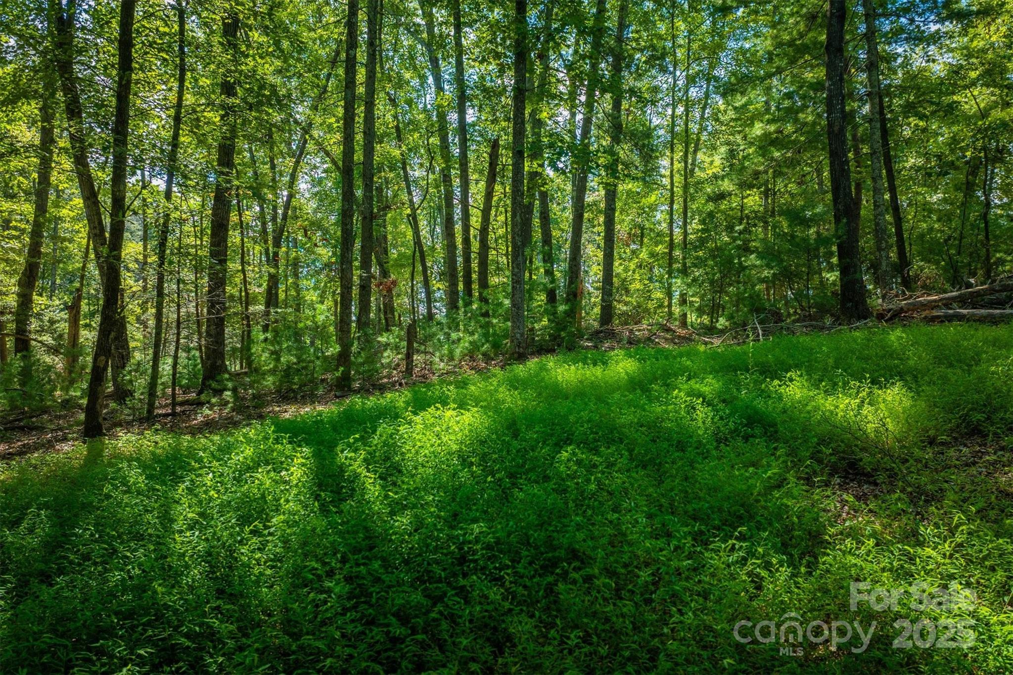 Black Forest - Land