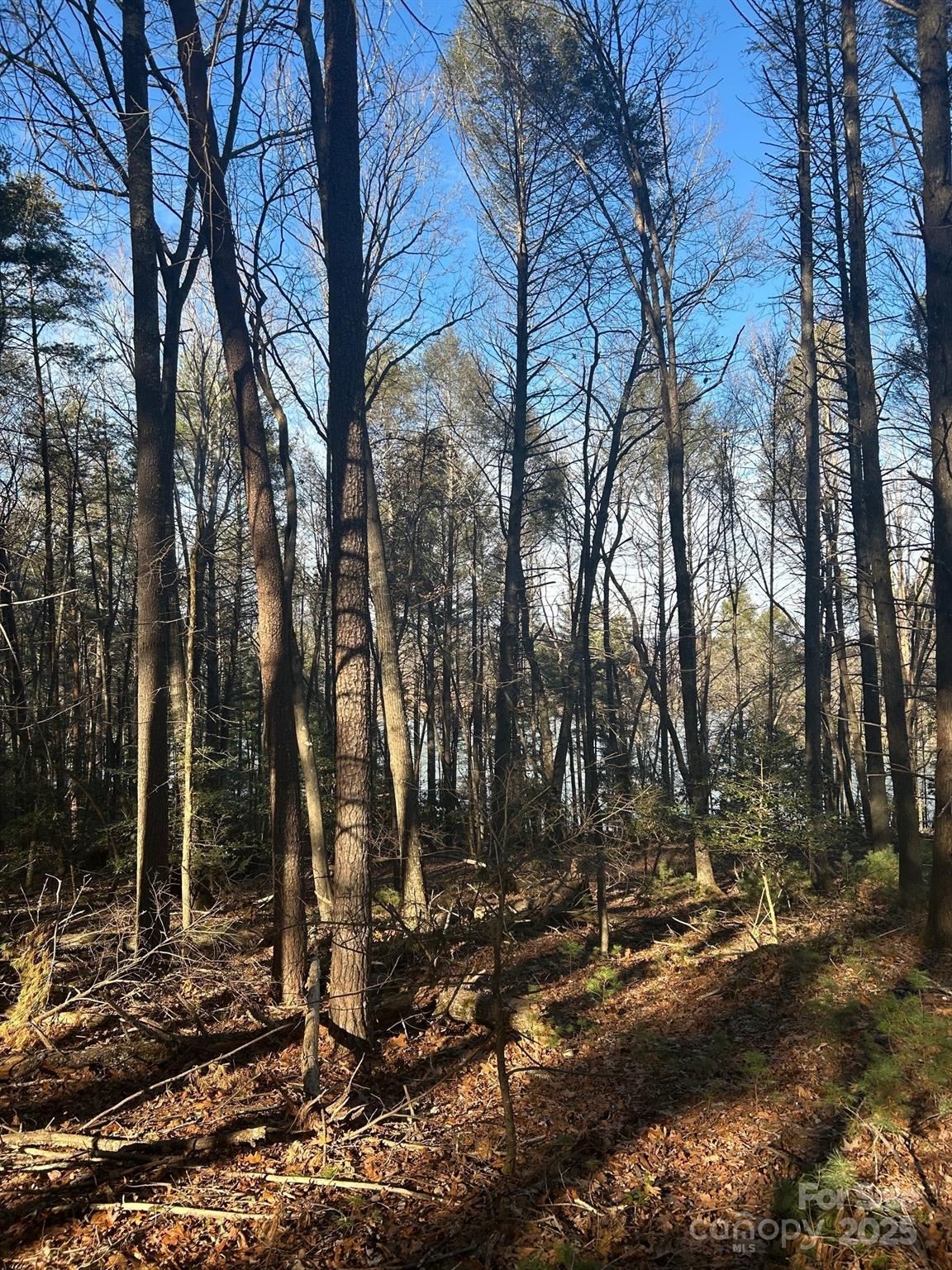 Black Forest - Land