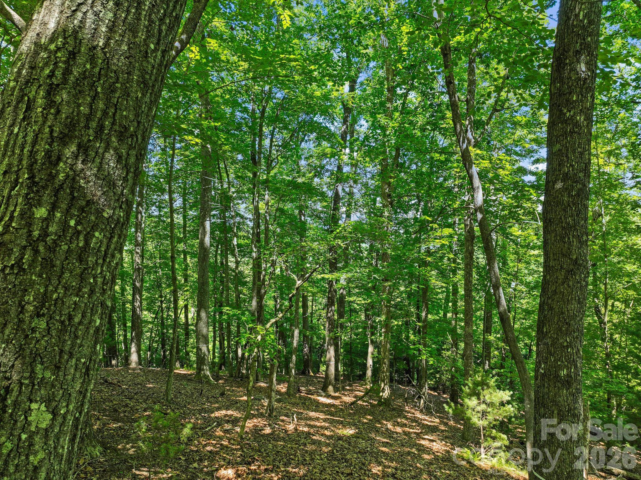 Homestead at Mills River - Land