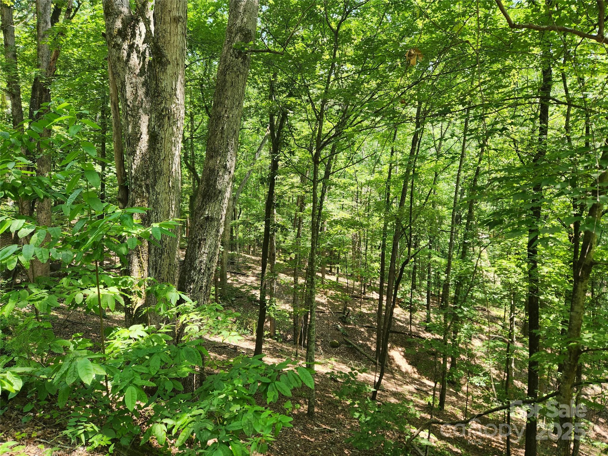 Rumbling Bald on Lake Lure - Land