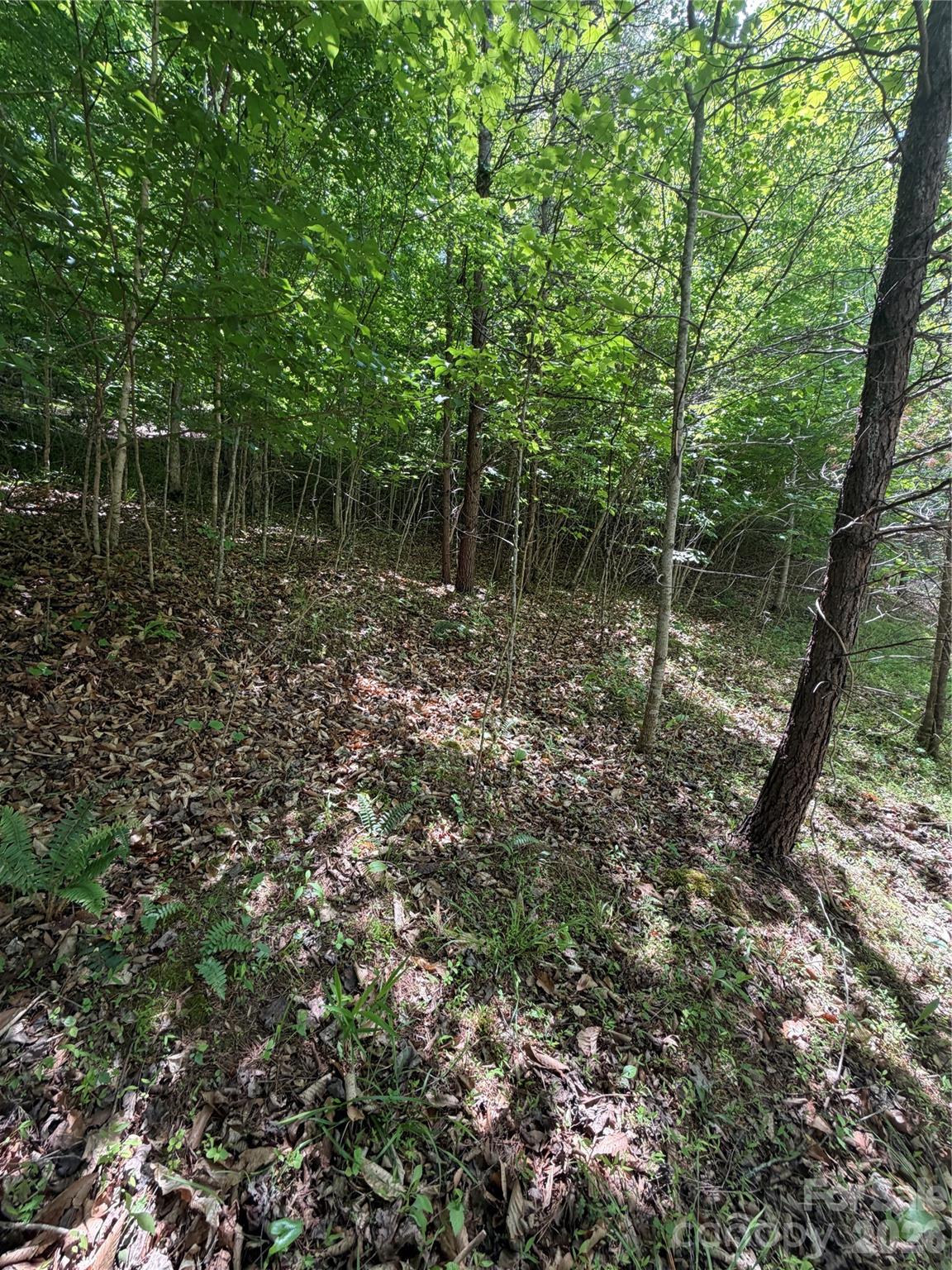 Clearwater Creek - Land