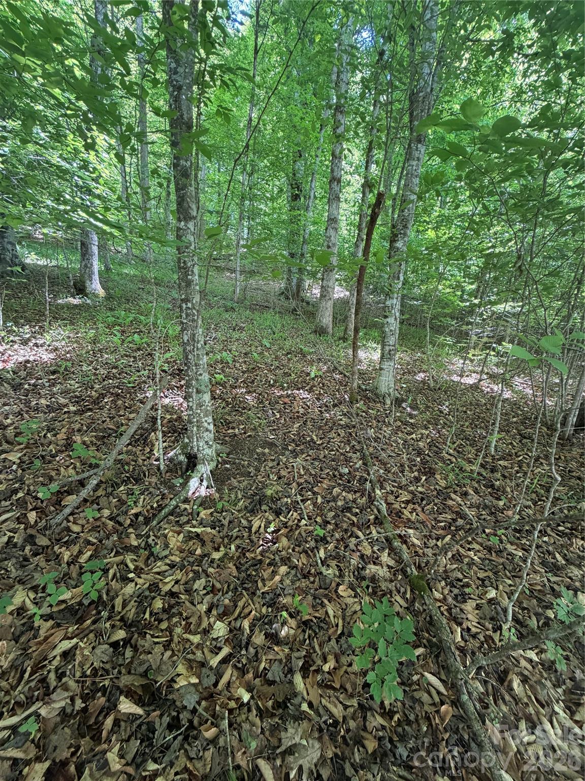 Clearwater Creek - Land