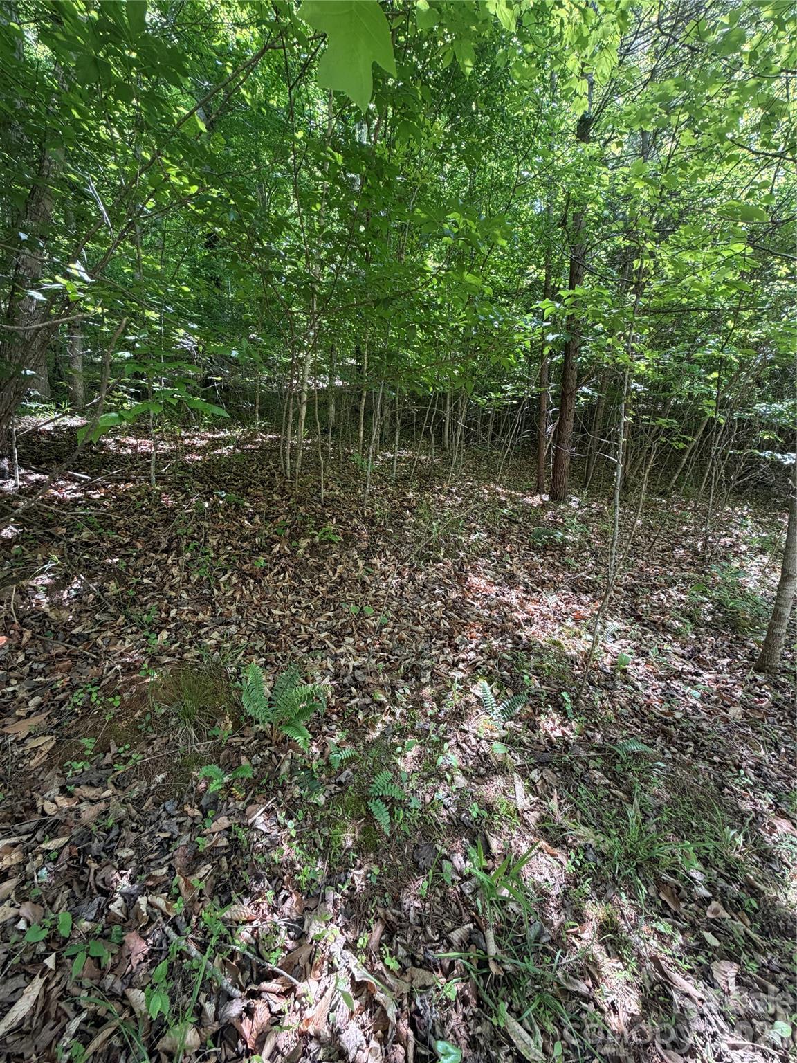 Clearwater Creek - Land