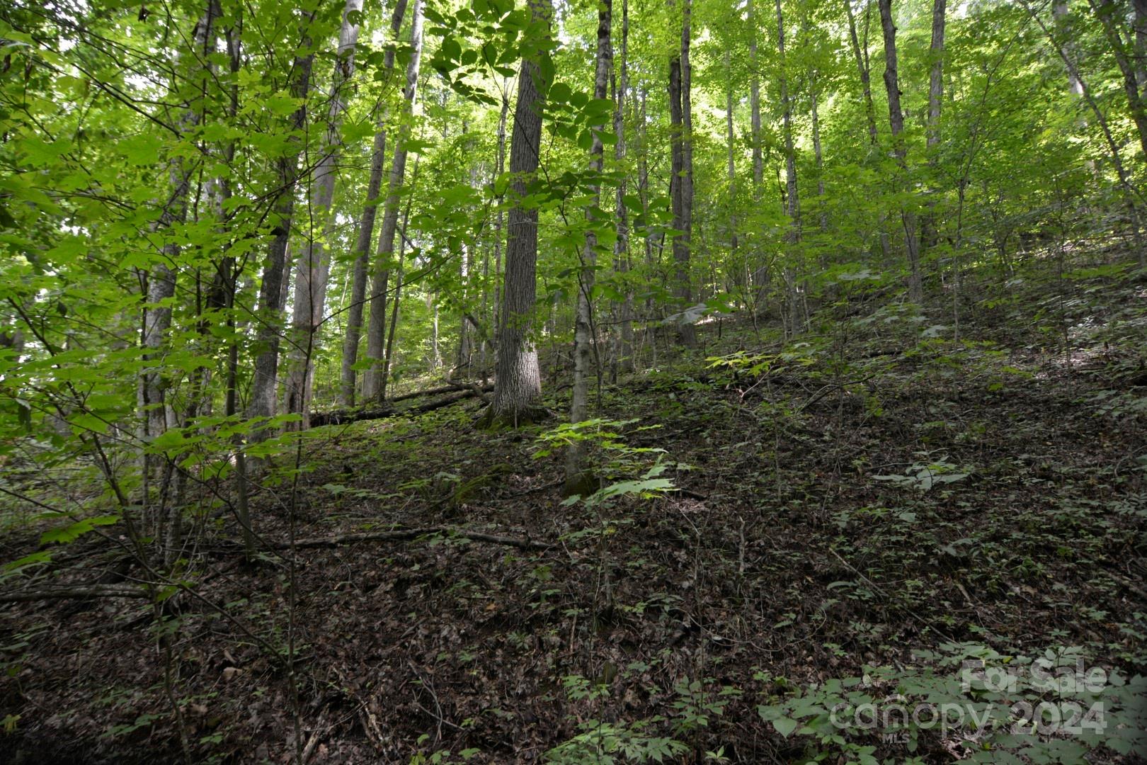 Red Wolf Run - Land