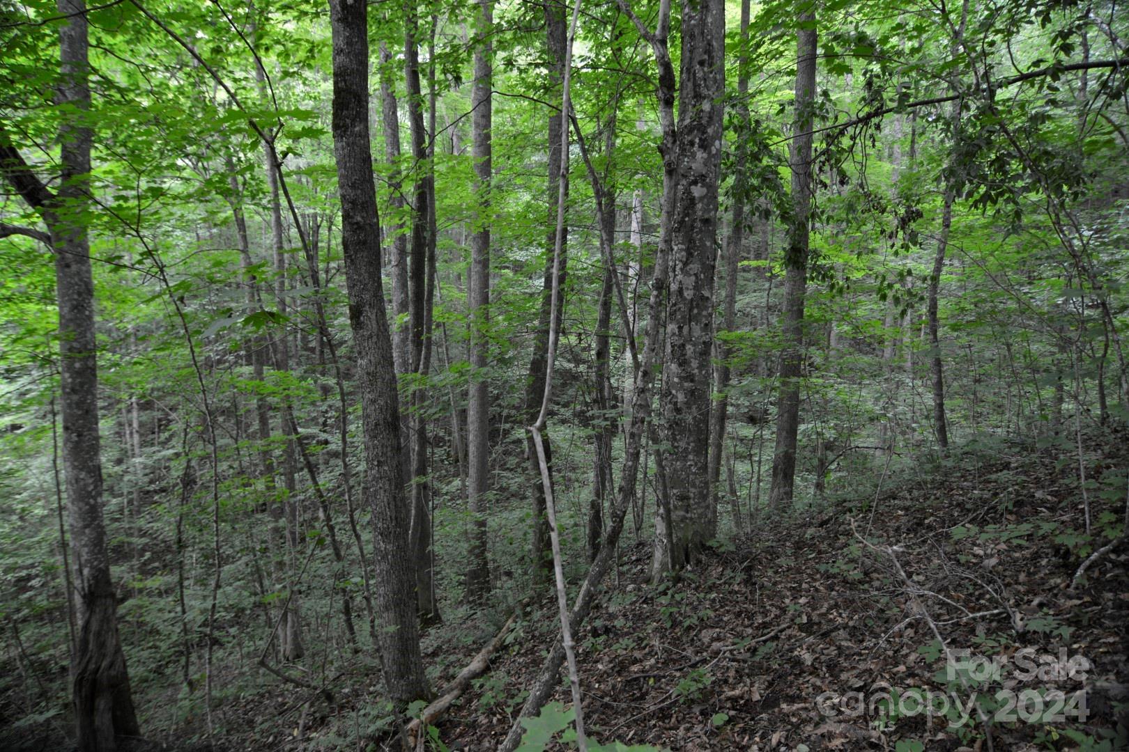 Red Wolf Run - Land