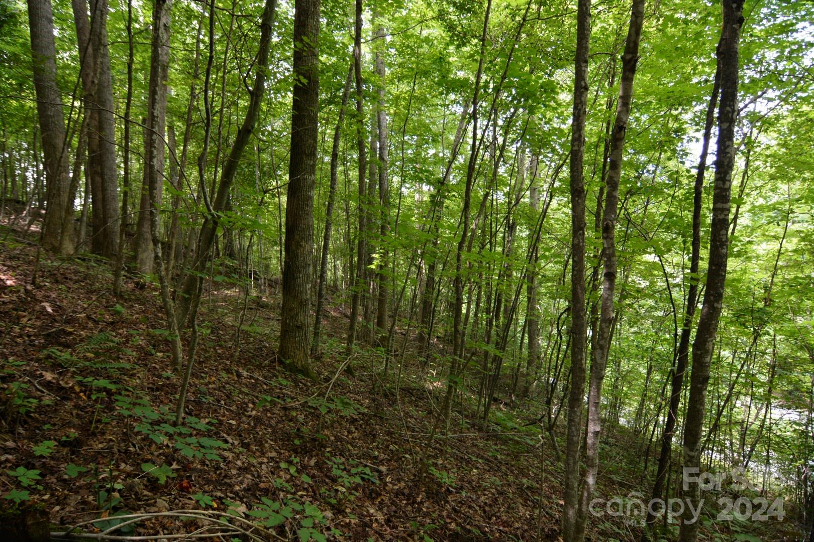 Red Wolf Run - Land