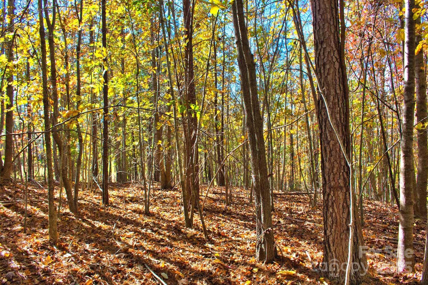 Easy to remove or let 'em grow - plenty of young trees on this large 2.39 acre parcel that features a very gentle slope over much of the property. It continues to roll down to the back of the lot, where it rejoins the looping street.

First walking onto the lot, pines greet you, though they quickly give way to mostly hardwoods on this attractive property. Offering a dense canopy that keeps the undergrowth to a minimum, you'll find it easy to navigate and explore. Nearly level with the road, the slope of this wooded lot stays gentle, with few exceptions, all the way to where the land meets the same road on the far border.

A great place for your new home, this property is found near the center of the community. It's a quiet location, as the deer trails make obvious.

Located in the foothills just a ten minute drive into town, Clearwater Creek is only three miles north of the county seat of Rutherfordton, with easy access to health care, grocery stores, schools, banks, and everything you'll need.