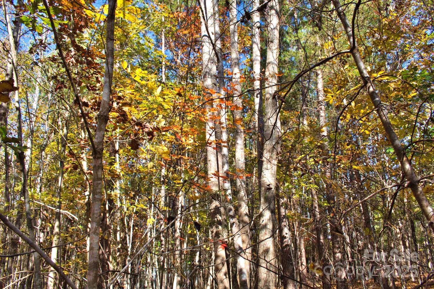 Clearwater Creek - Land