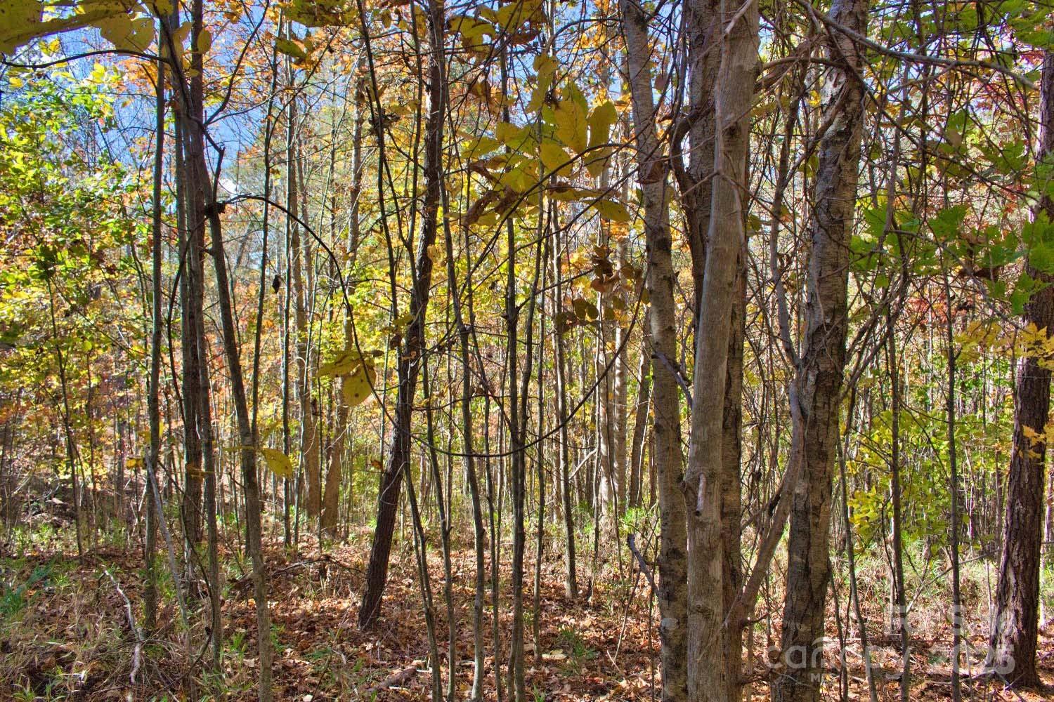 Clearwater Creek - Land
