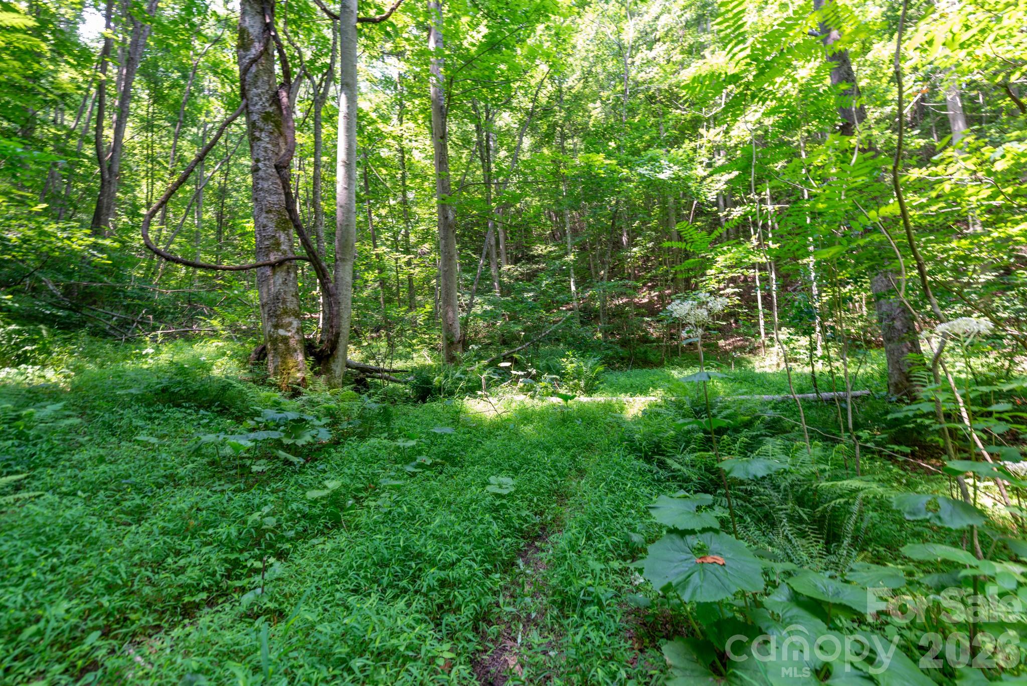 Tucked away in the welcoming Board Tree community of Revere, these beautiful forested mountain tracts offer a rare opportunity to own a piece of the Southern Appalachians. Each lot features a mature hardwood forest with an impressive diversity of native trees and understory plants, including many of the unique species that make this region so special. Every lot includes at least one gentle homesite, established roadbeds, and access from a well-maintained private road with a recorded road maintenance agreement. Whether you prefer relaxing beside the creek or exploring the ridge for long-range views and cool mountain breezes, these properties offer a variety of landscapes to enjoy. Enjoy an extremely private and quiet property while remaining just 30 minutes from both Marshall and Hot Springs for groceries, dining, community events, and other everyday conveniences. Electricity is available along the private road, and each lot will include an electric utility easement to provide access to power. Current lot lines are negotiable and subject to minor adjustments prior to closing, giving buyers added flexibility. Owner financing will be considered with the right offer. One of the things that truly sets these properties apart is the community. Board Tree is known for its friendly, welcoming neighbors and the shared appreciation for this beautiful corner of the mountains.