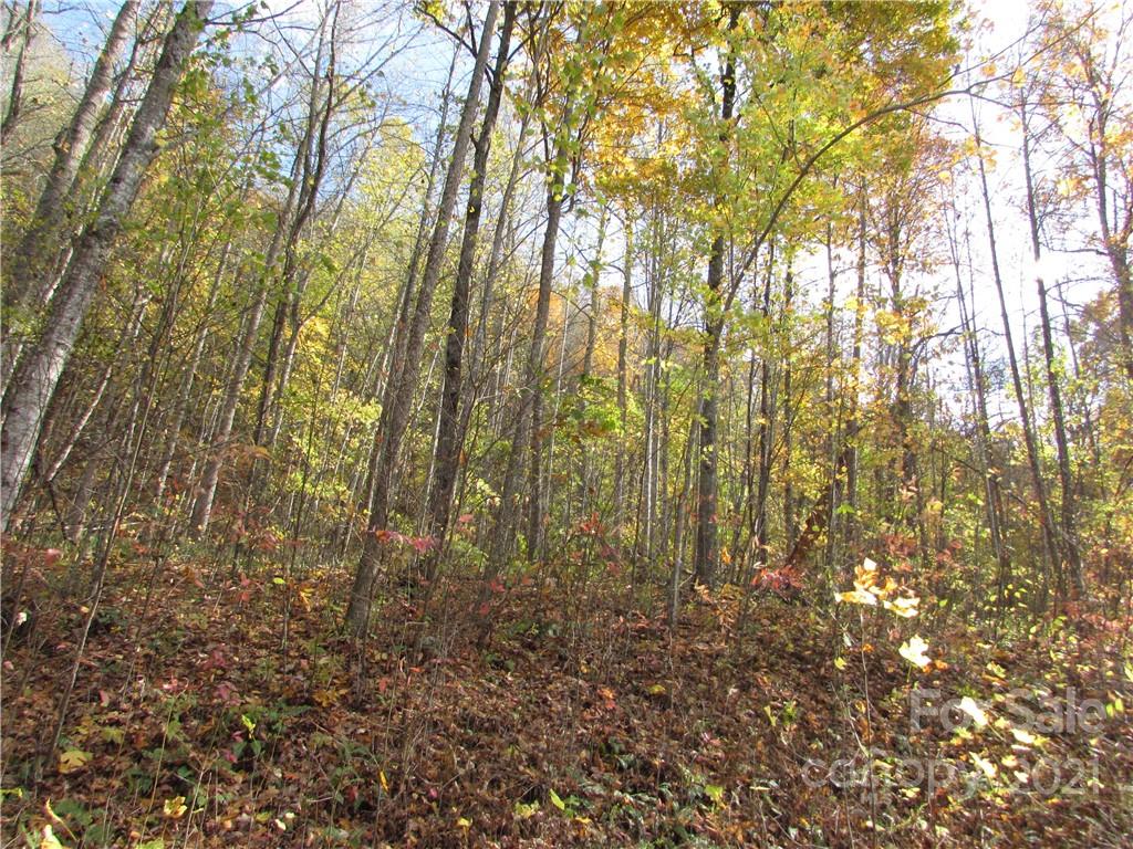 Red Wolf Run - Land