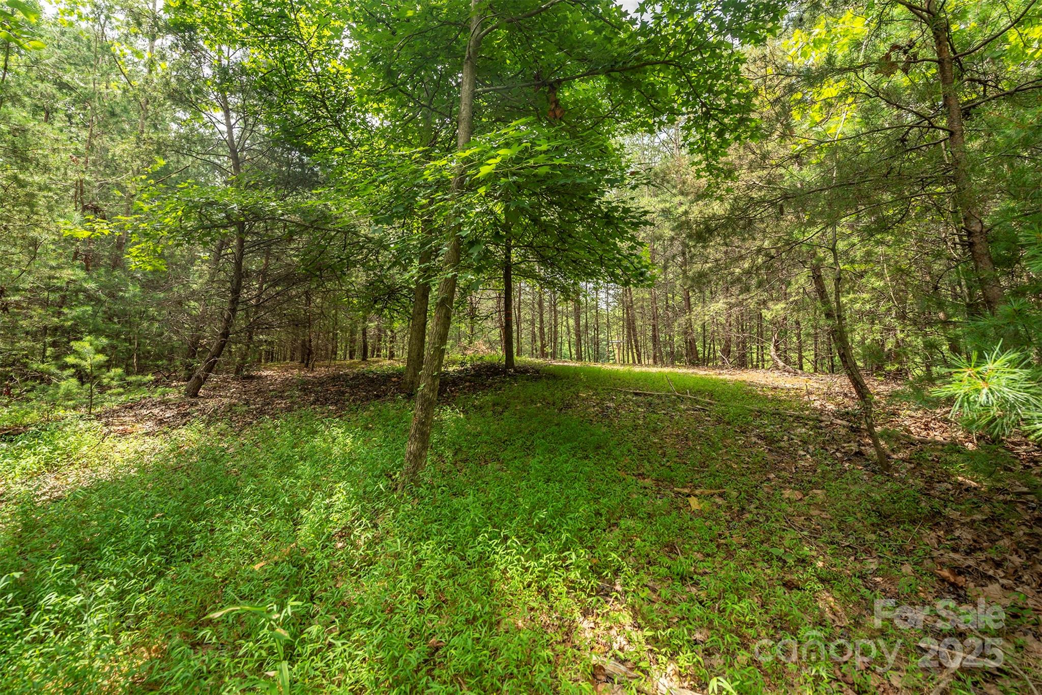 Black Forest - Land